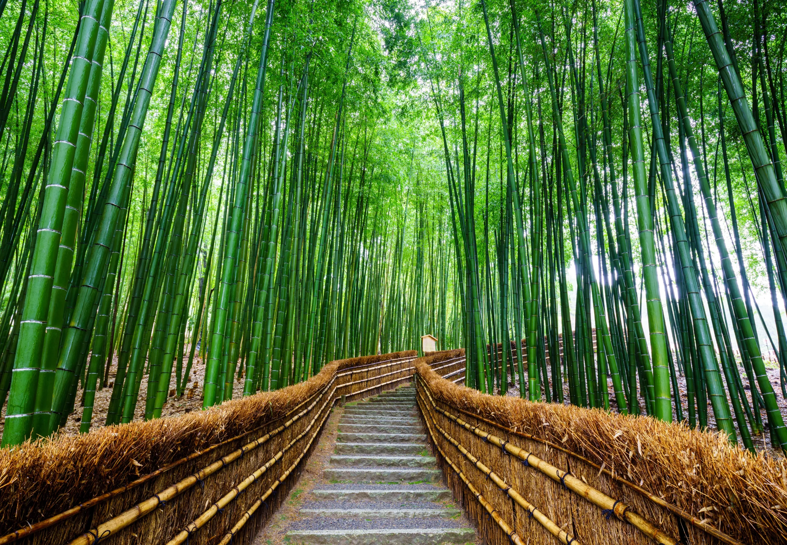 The lush and serene Arashiyama Bamboo Grove in Kyoto.