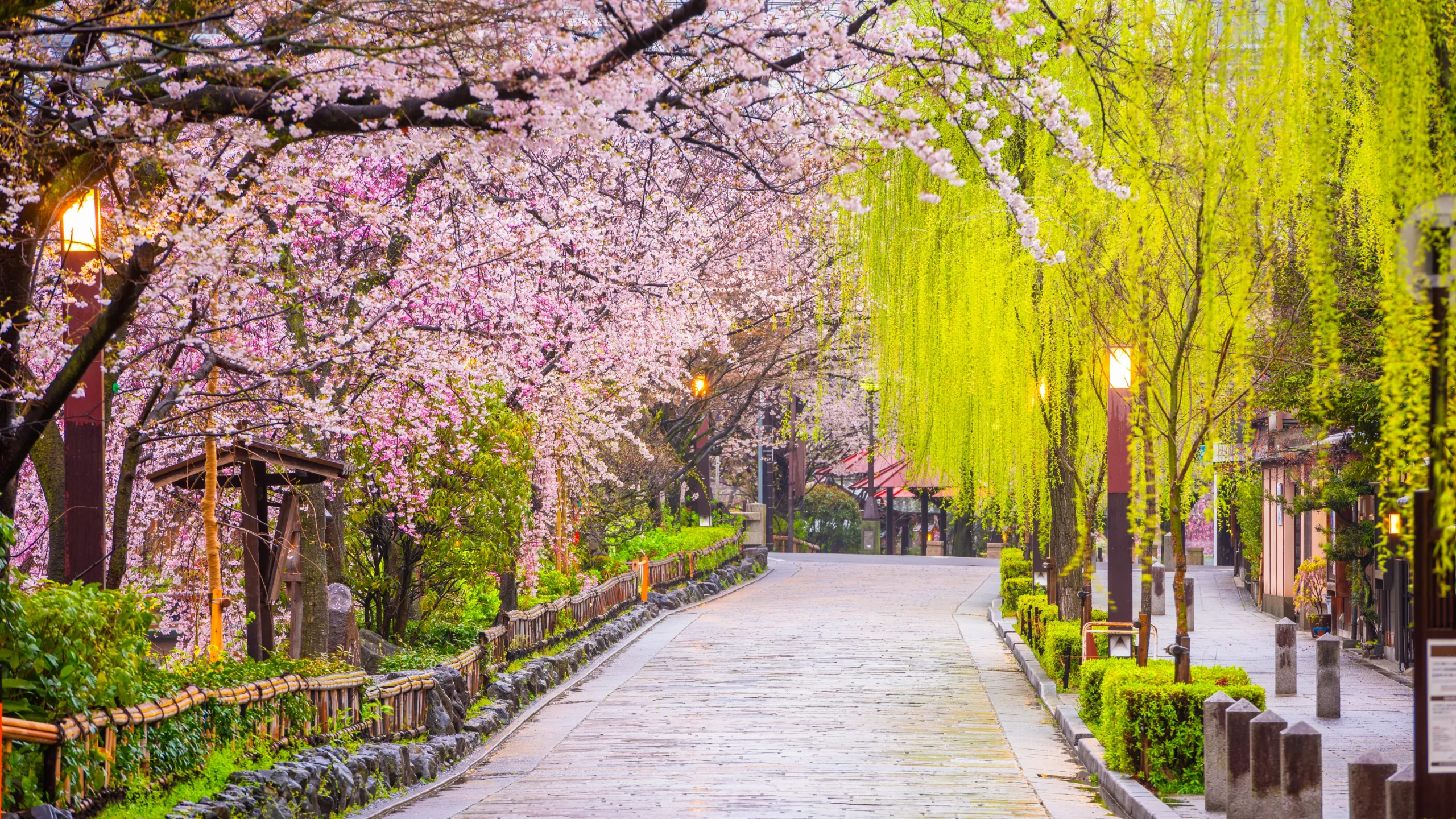 A picturesque cobblestone path lined with cherry blossoms and willow trees in full bloom during spring in Kyoto’s Gion district.