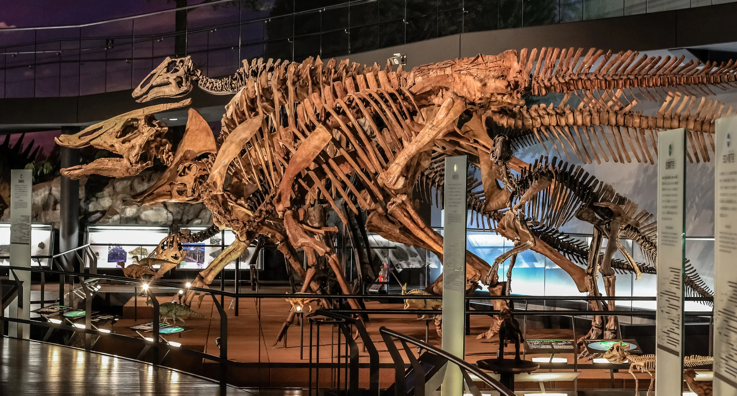 Dinosaur skeleton exhibit at Fukui Prefectural Dinosaur Museum