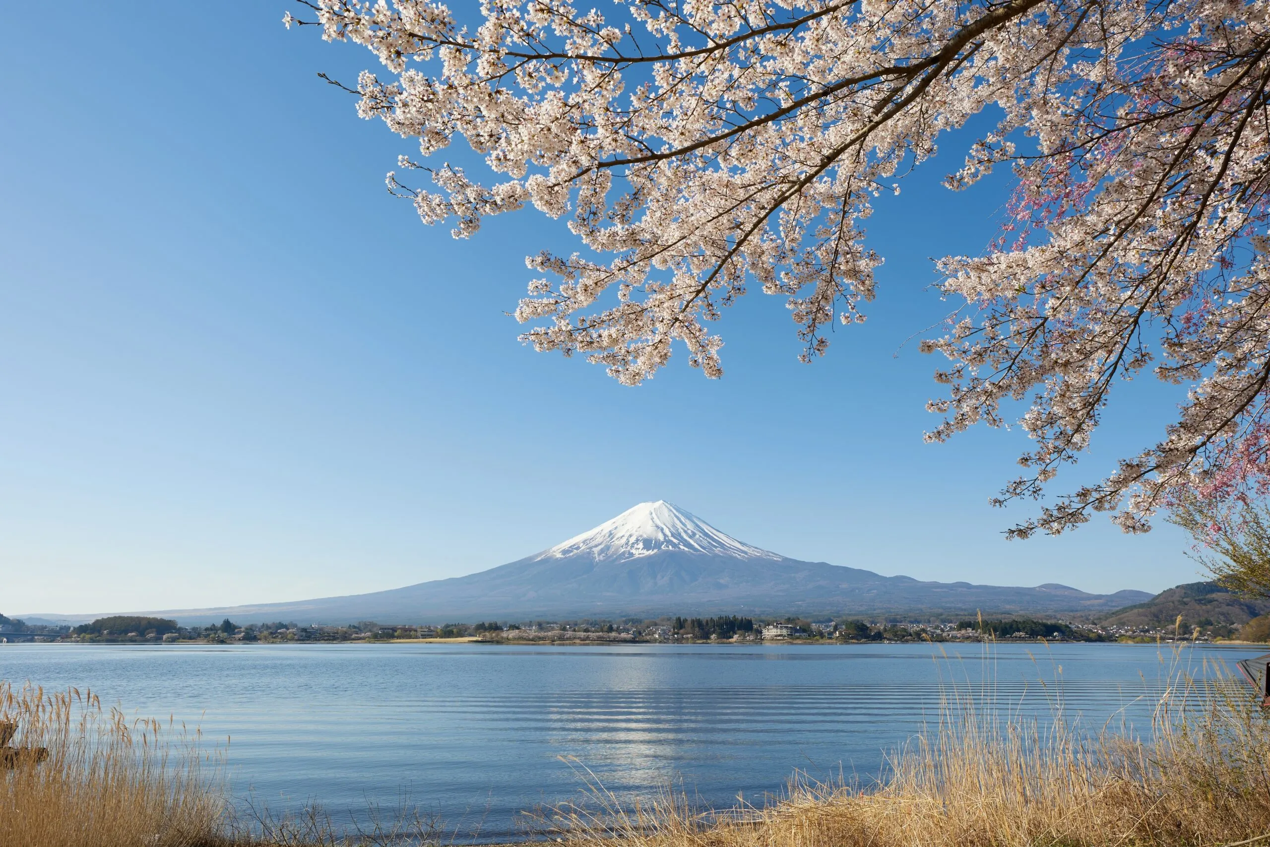 Mount Fuji framed by cherry blossoms, reflected in a calm lake.