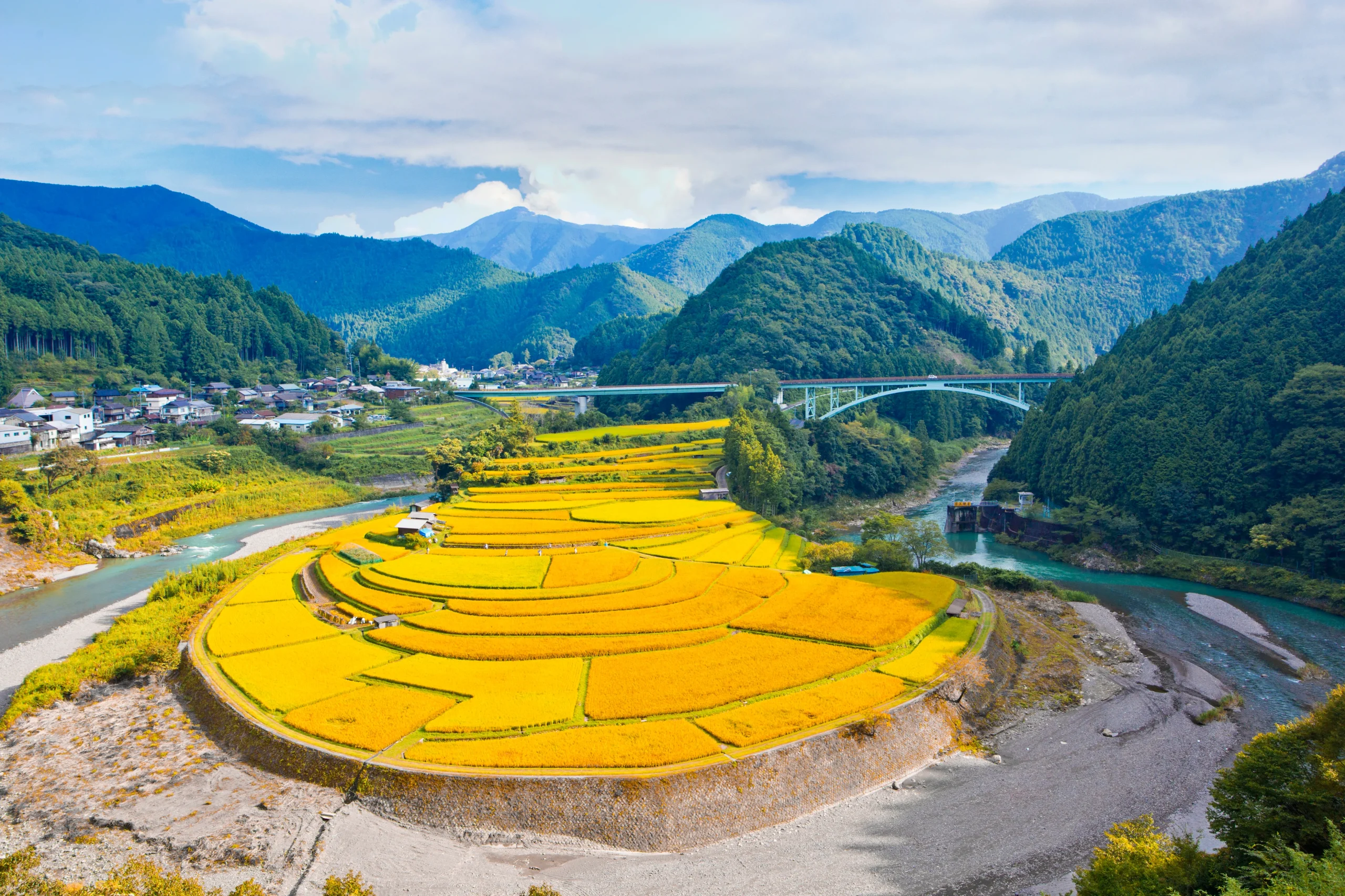 Fan-shaped golden rice terraces of Aragijima on a river bend in Wakayama