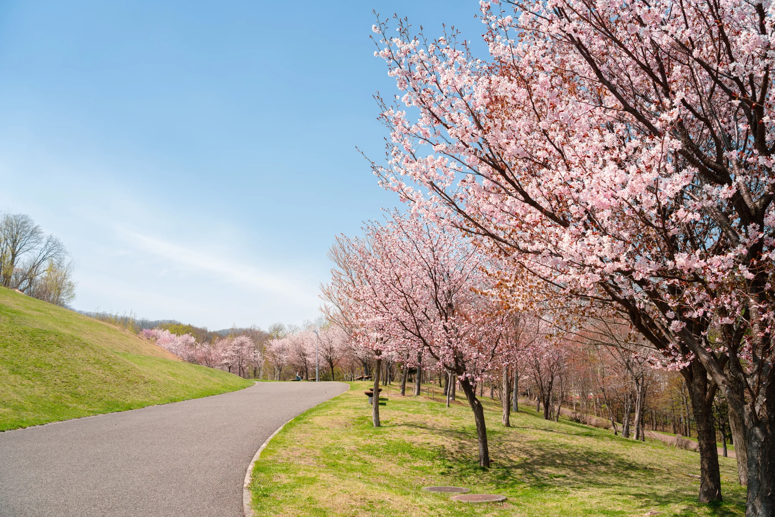 A serene park pathway lined with cherry blossom trees in full bloom, surrounded by lush green grass and a clear blue sky