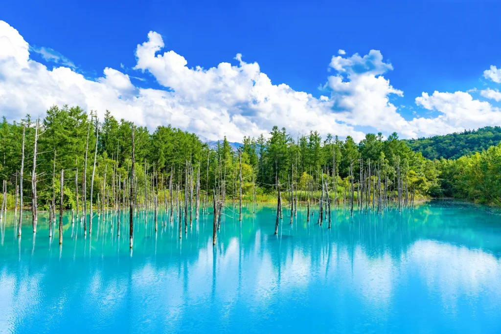 A serene view of Hokkaidoâ€™s Blue Pond with clear turquoise water, surrounded by lush green trees and a bright blue sky.