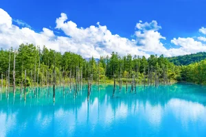 A serene view of Hokkaidoâ€™s Blue Pond with clear turquoise water, surrounded by lush green trees and a bright blue sky.
