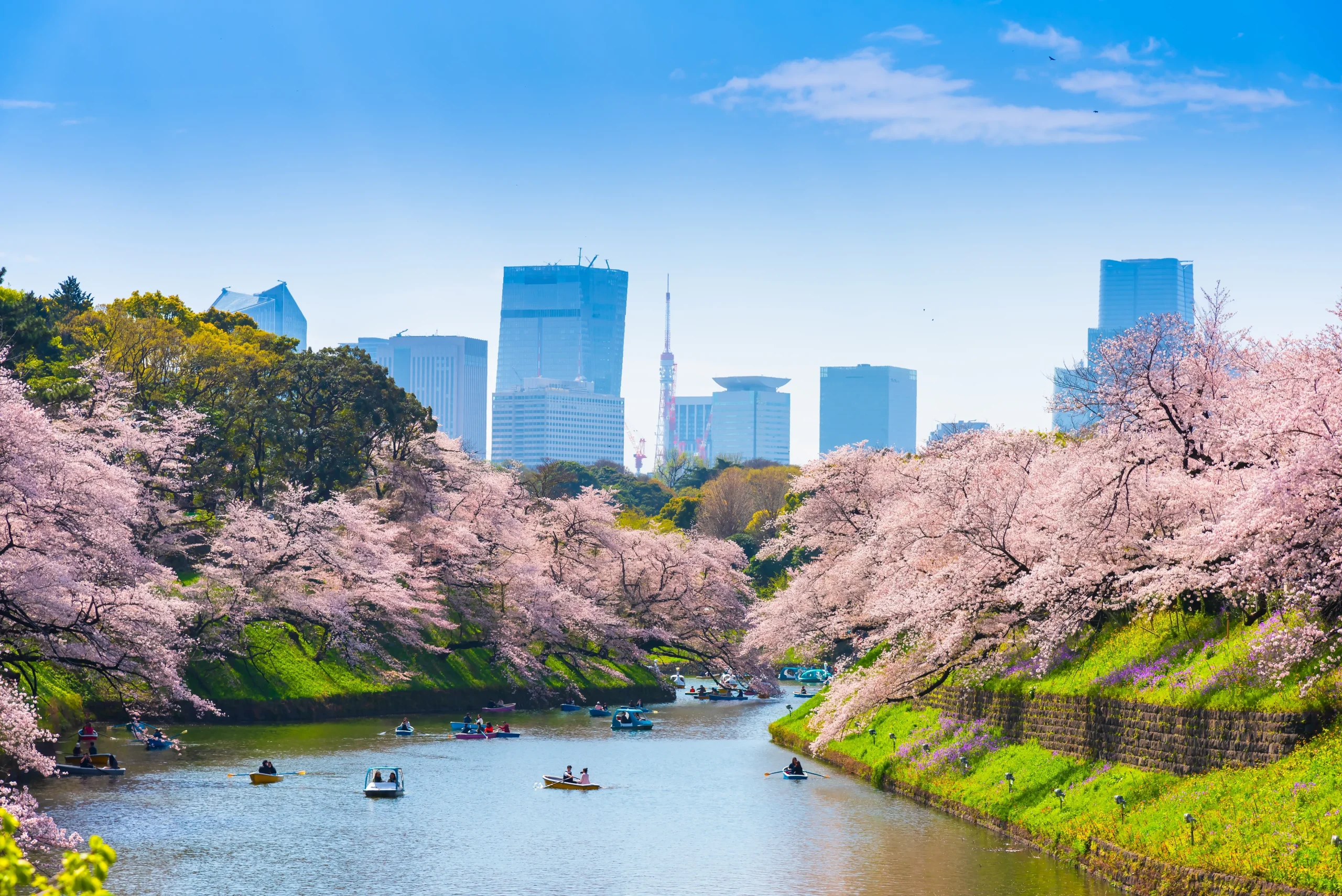 A serene springtime view of Chidorigafuchi in Tokyo, showcasing vibrant cherry blossoms lining the waterway, with people enjoying boat rides. In the background, modern skyscrapers and the Tokyo Tower rise against a clear blue sky.