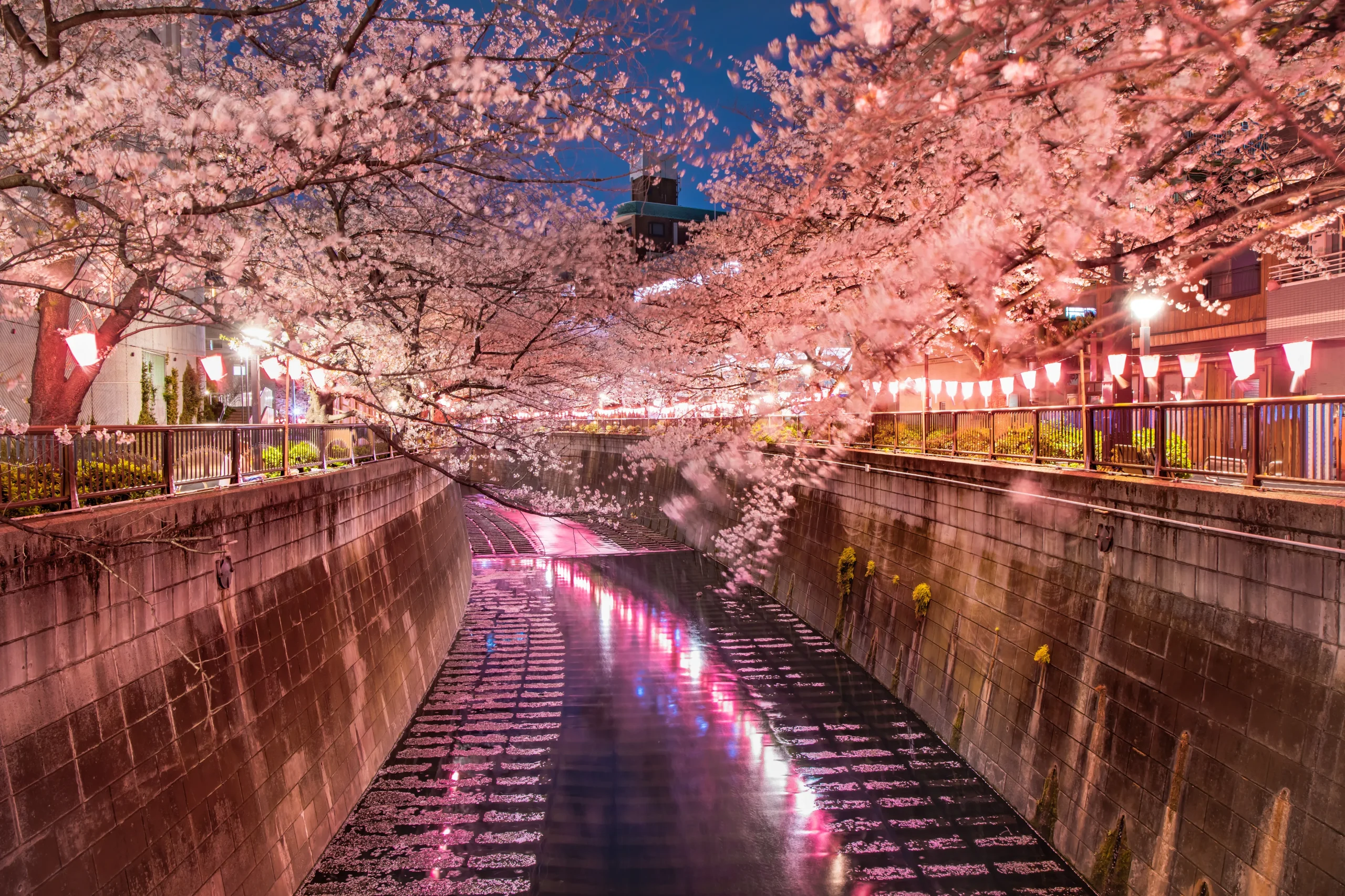 A picturesque evening scene of cherry blossoms along the Meguro River, illuminated by pink and white lanterns. The petals create a magical reflection on the water, capturing the beauty of spring in Tokyo at night.