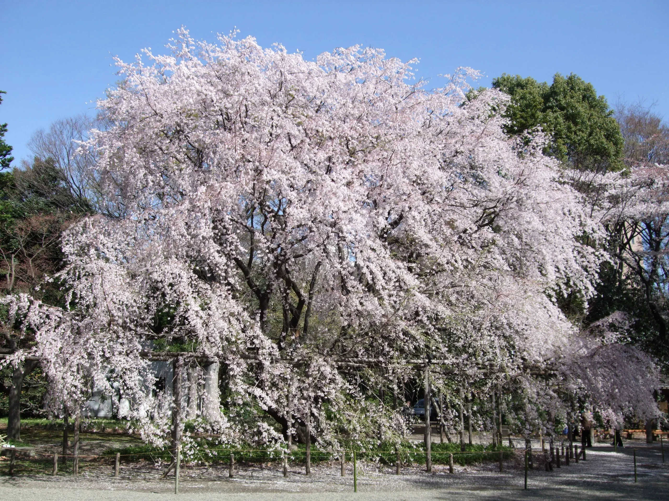 A wide shot of a weeping cherry tree in full bloom at Rikugien Garden, with cascading pink petals set against a bright blue sky and lush greenery.