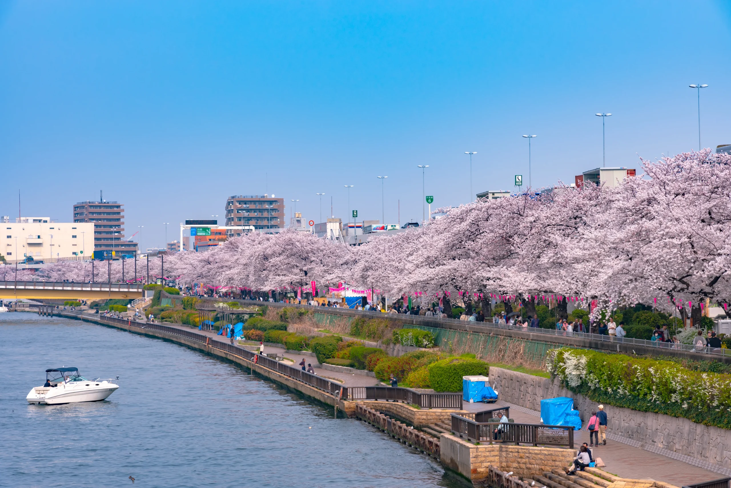 A vibrant spring scene at Sumida Park in Tokyo, with rows of cherry blossoms lining the riverside, bustling with visitors. A small boat sails on the river, while urban buildings and festive stalls add to the lively atmosphere.