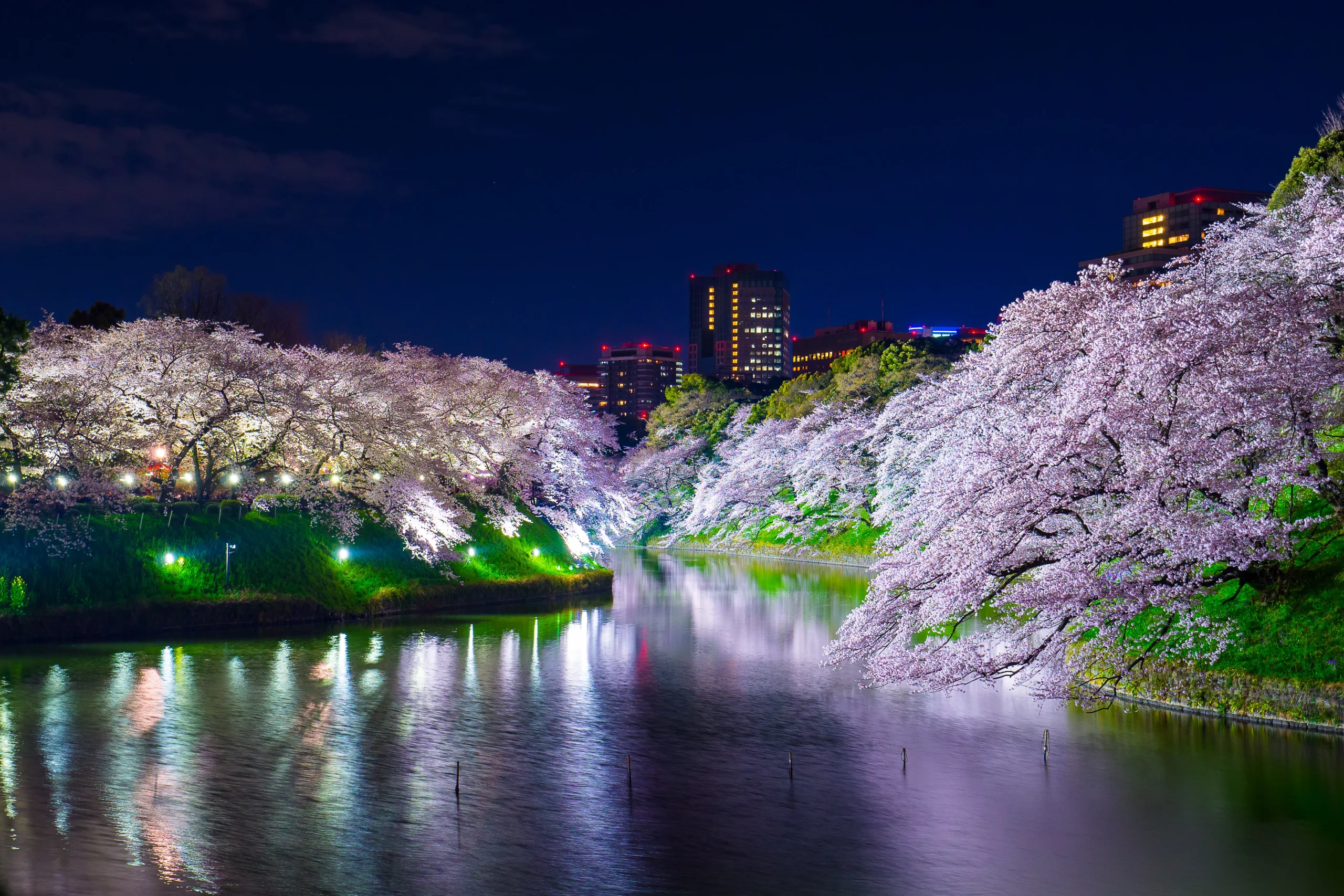 cherry blossoms illuminated at night, reflecting on the still waters of the Chidorigafuchi moat with city lights in the background