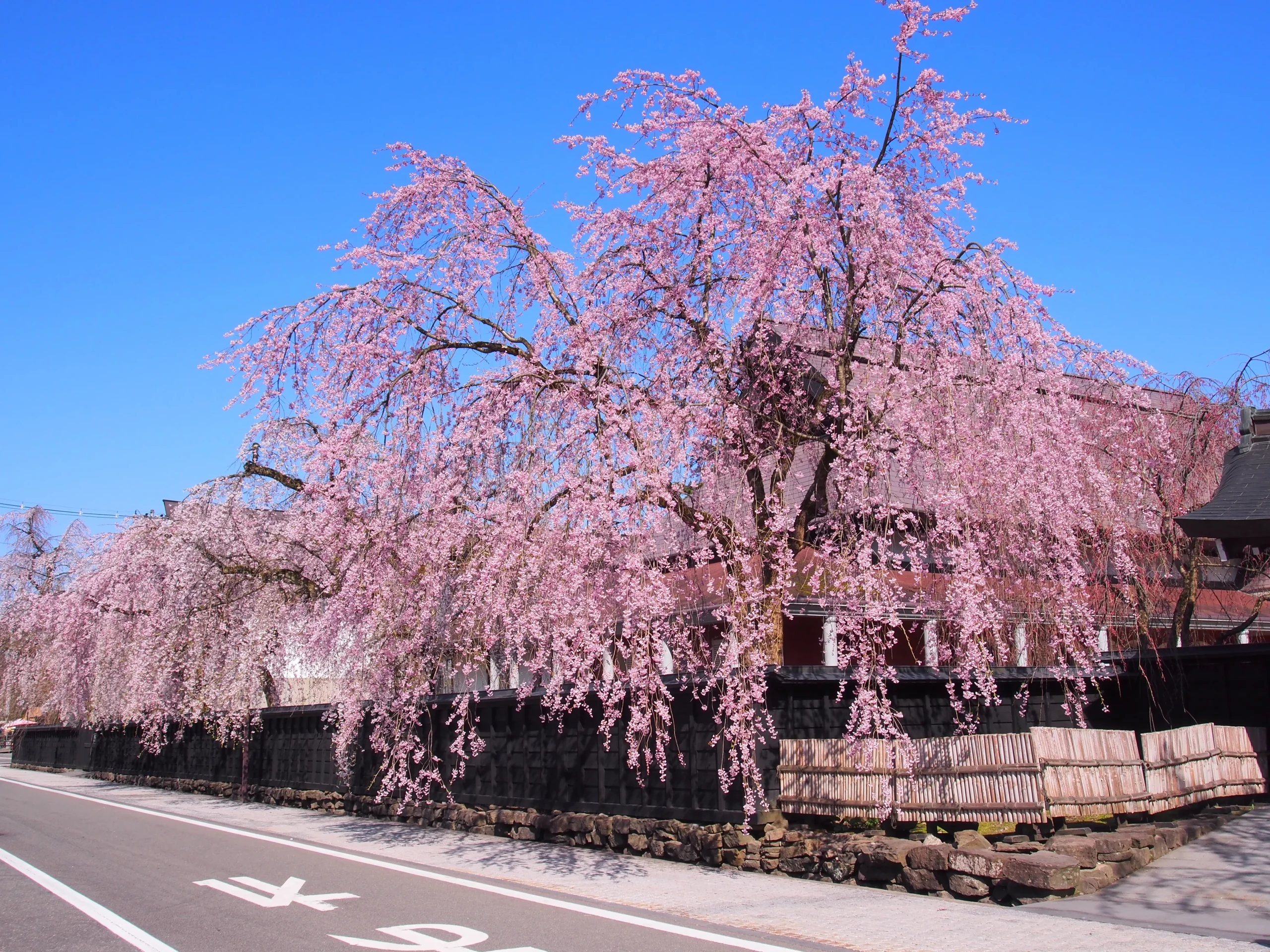 Weeping cherry blossoms along the samurai district in Kakunodate, Akita, Japan