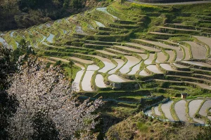 rice terrace in mie