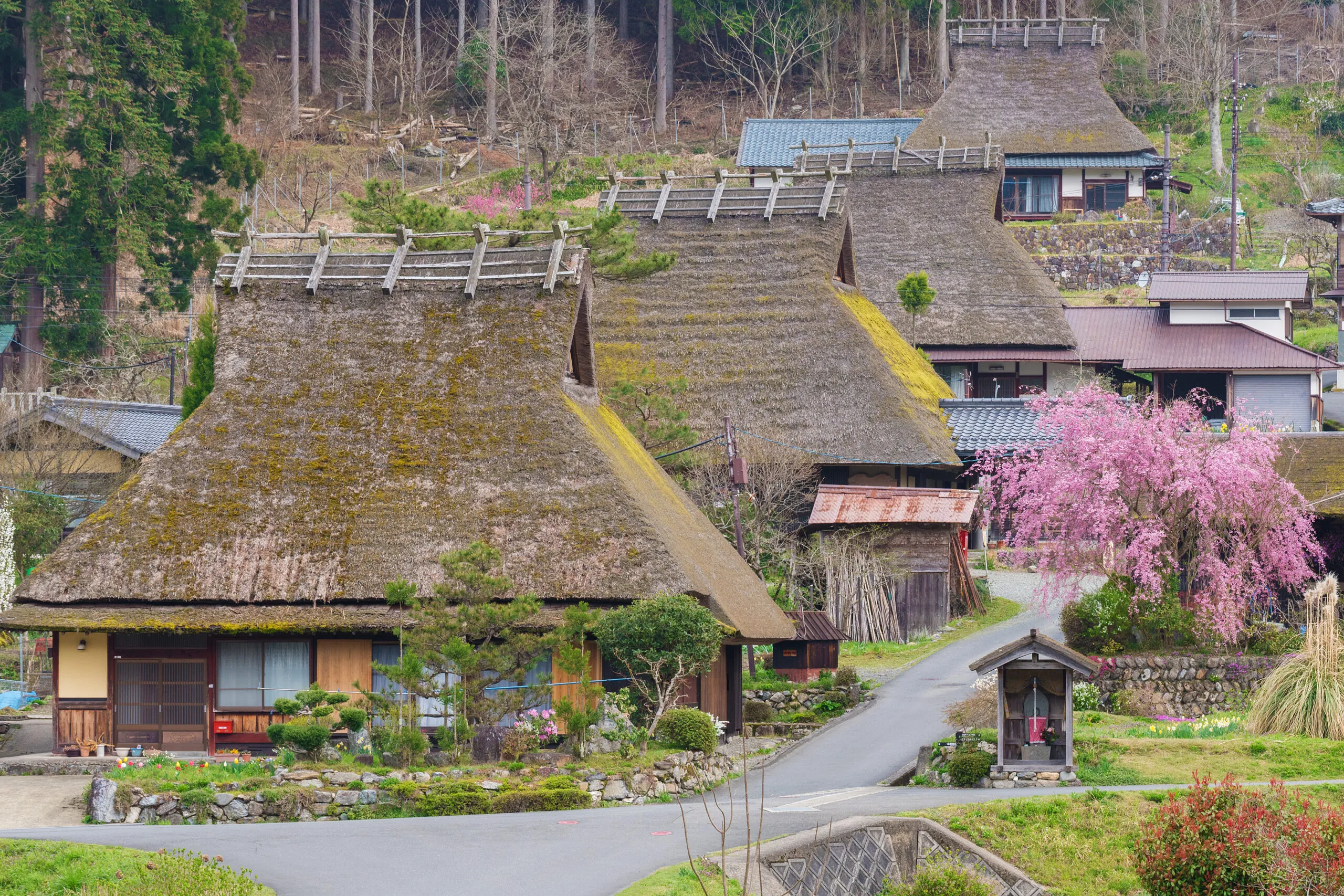 Sakura in Historical Village Miyama, Kyoto