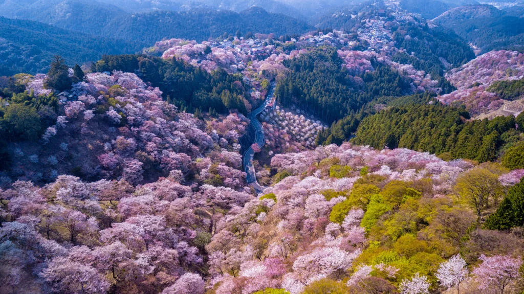 An aerial view of Mt. Yoshino's hillsides covered in layers of blooming cherry trees, creating a vibrant pink and green tapestry