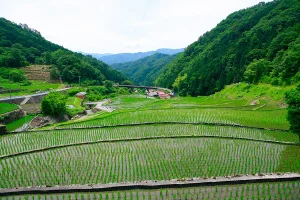 A picturesque midday shot of the Oidani rice fields, showcasing orderly terraces nestled within a verdant valley under a partly cloudy sky.