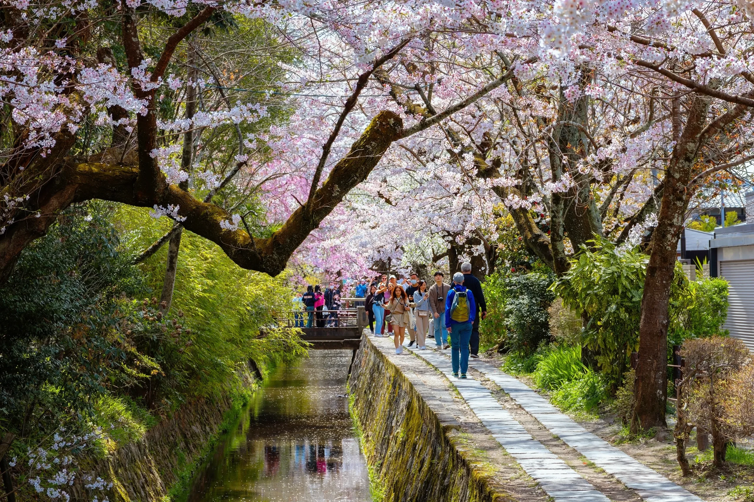 A scenic walkway lined with cherry blossom trees in full bloom, following a gentle canal where visitors stroll under the pink canopy.