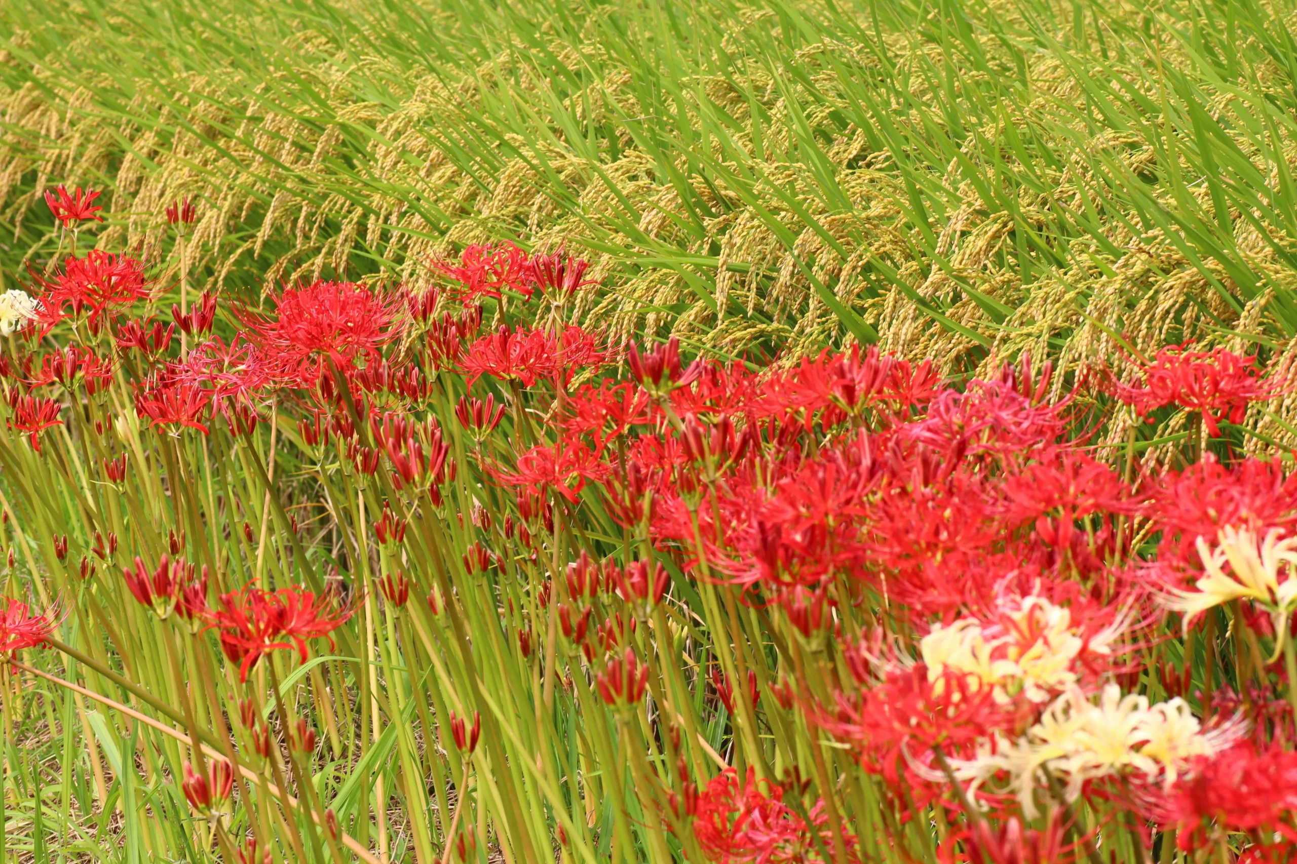 A vibrant autumn scene featuring bright red spider lilies blooming along the edge of golden rice fields, creating a striking contrast against the lush greenery.