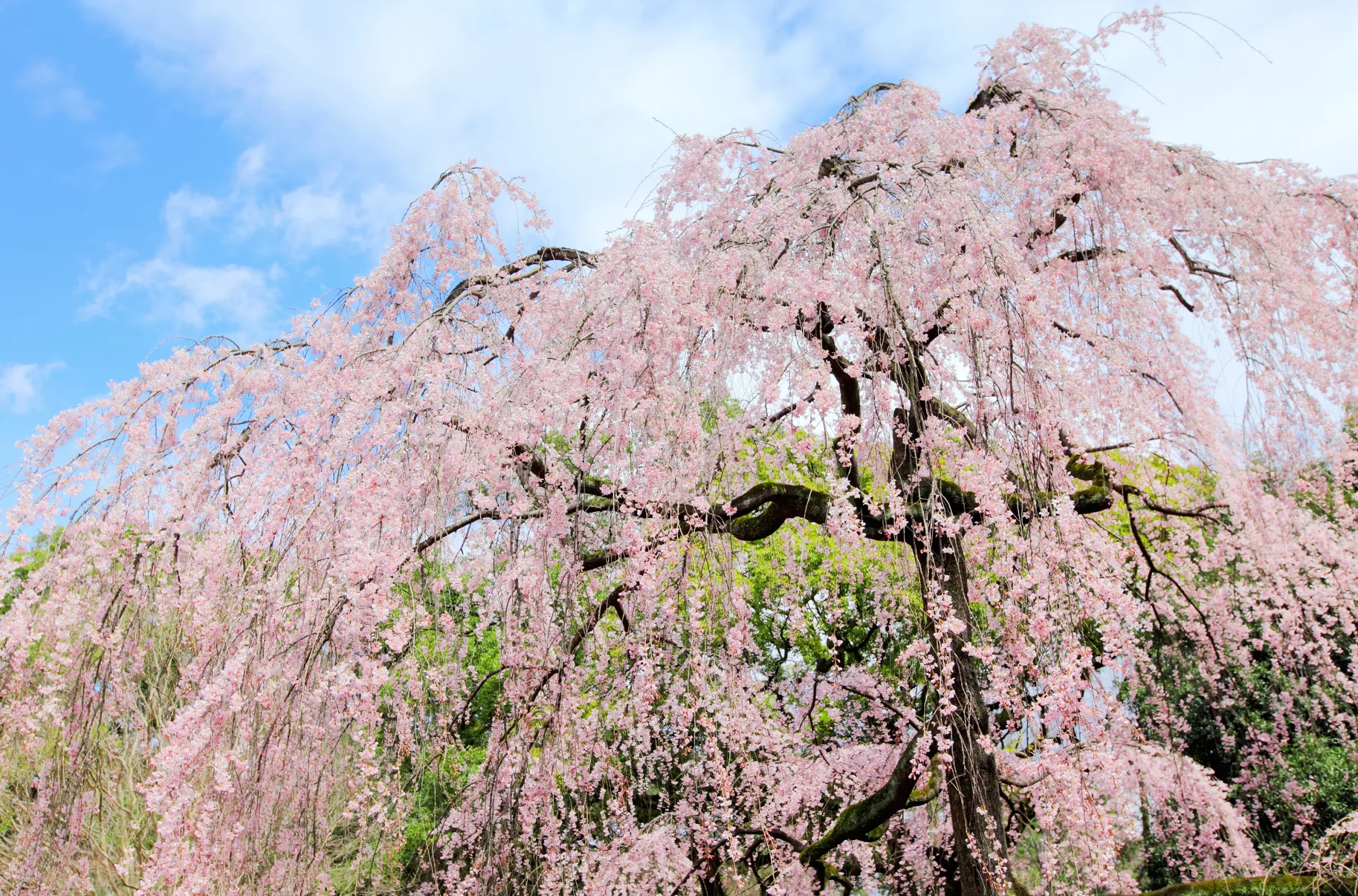 A graceful Shidarezakura tree in full bloom, its delicate pink branches arching downward, framed by a sunny blue sky and hints of greenery.