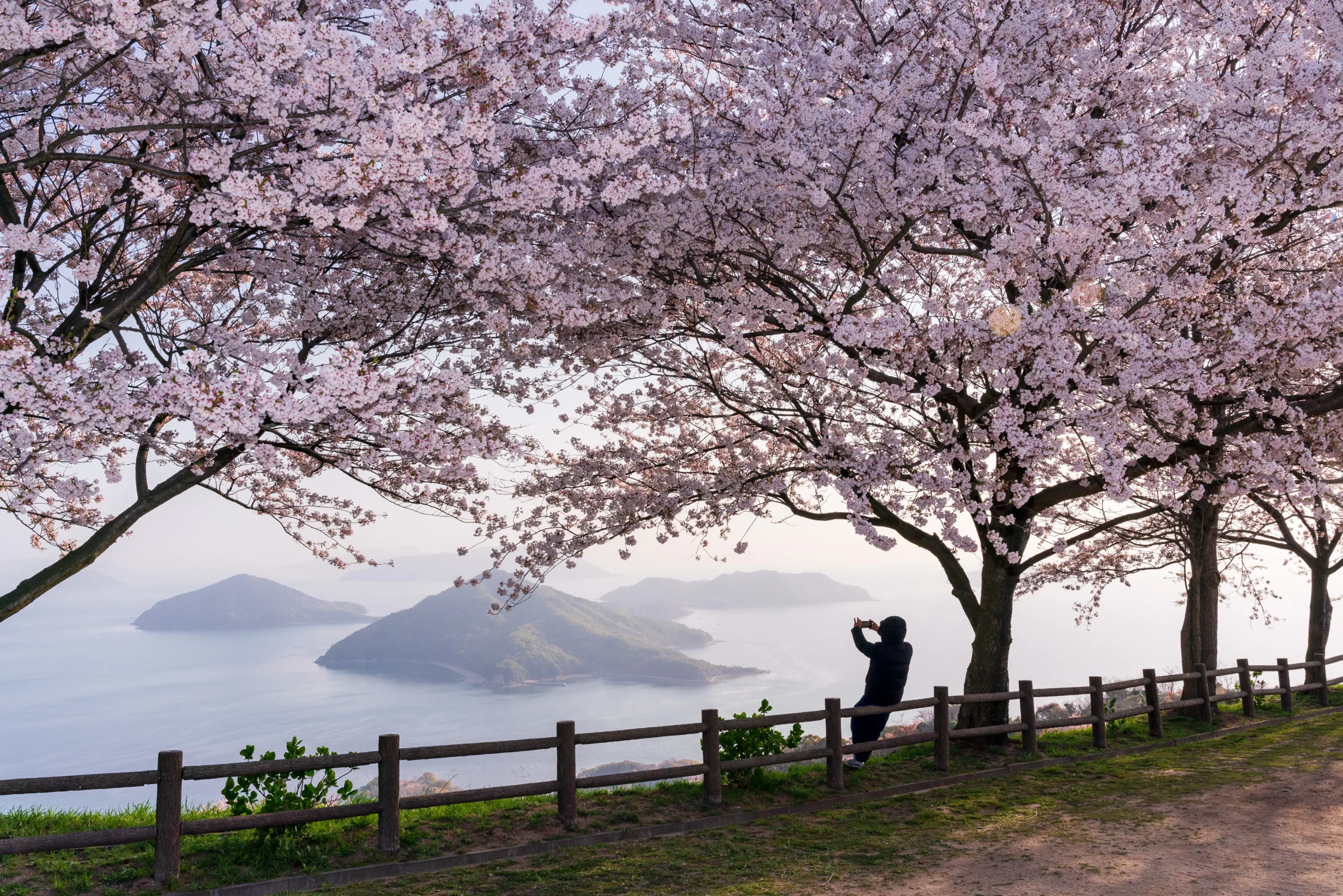 Cherry blossoms overlooking island views from Shiudeyama in Kagawa, Japan