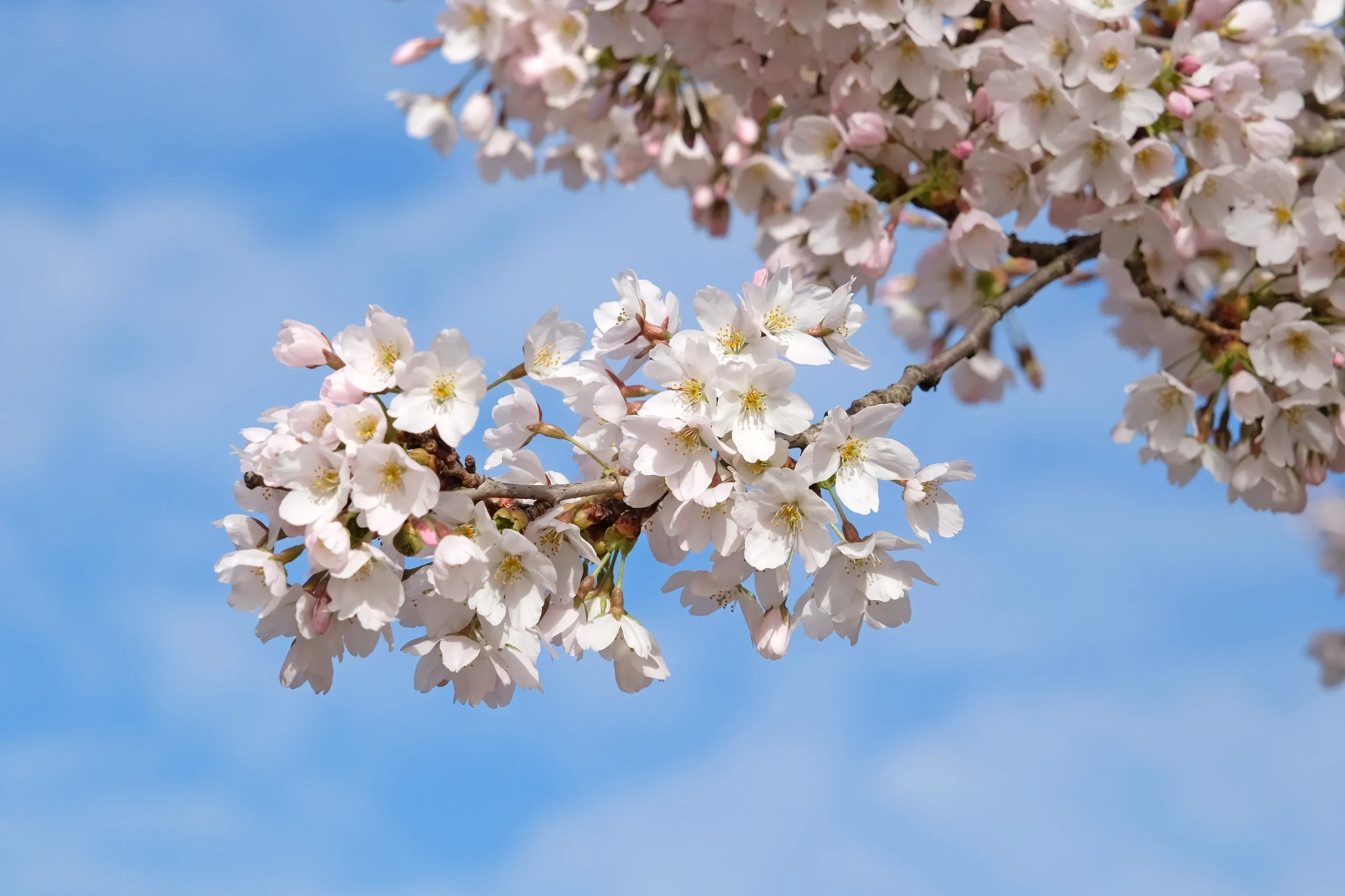 A close-up of Somei Yoshino cherry blossoms, showcasing soft pink and white petals with golden centers, set against a clear spring sky.