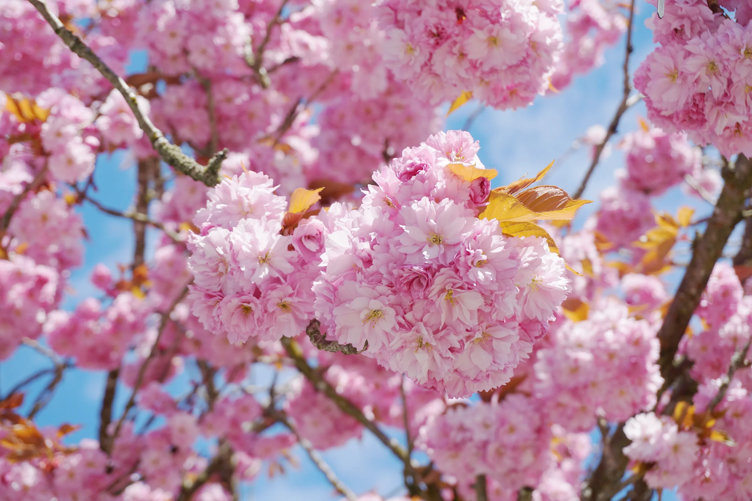 A close-up of Yaezakura, or double-flowered cherry blossoms, displaying clusters of vivid pink petals under a clear blue sky, with hints of young green leaves.