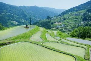 A serene summer view of Yōne’s rice terraces, featuring vibrant green fields with a small shrine in the foreground, surrounded by rolling hills and rural homes.