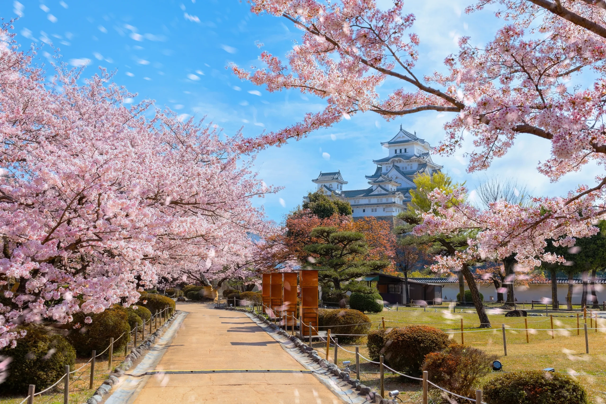 A pathway framed by pink cherry blossoms leads to Himeji Castle, with petals drifting in the breeze.