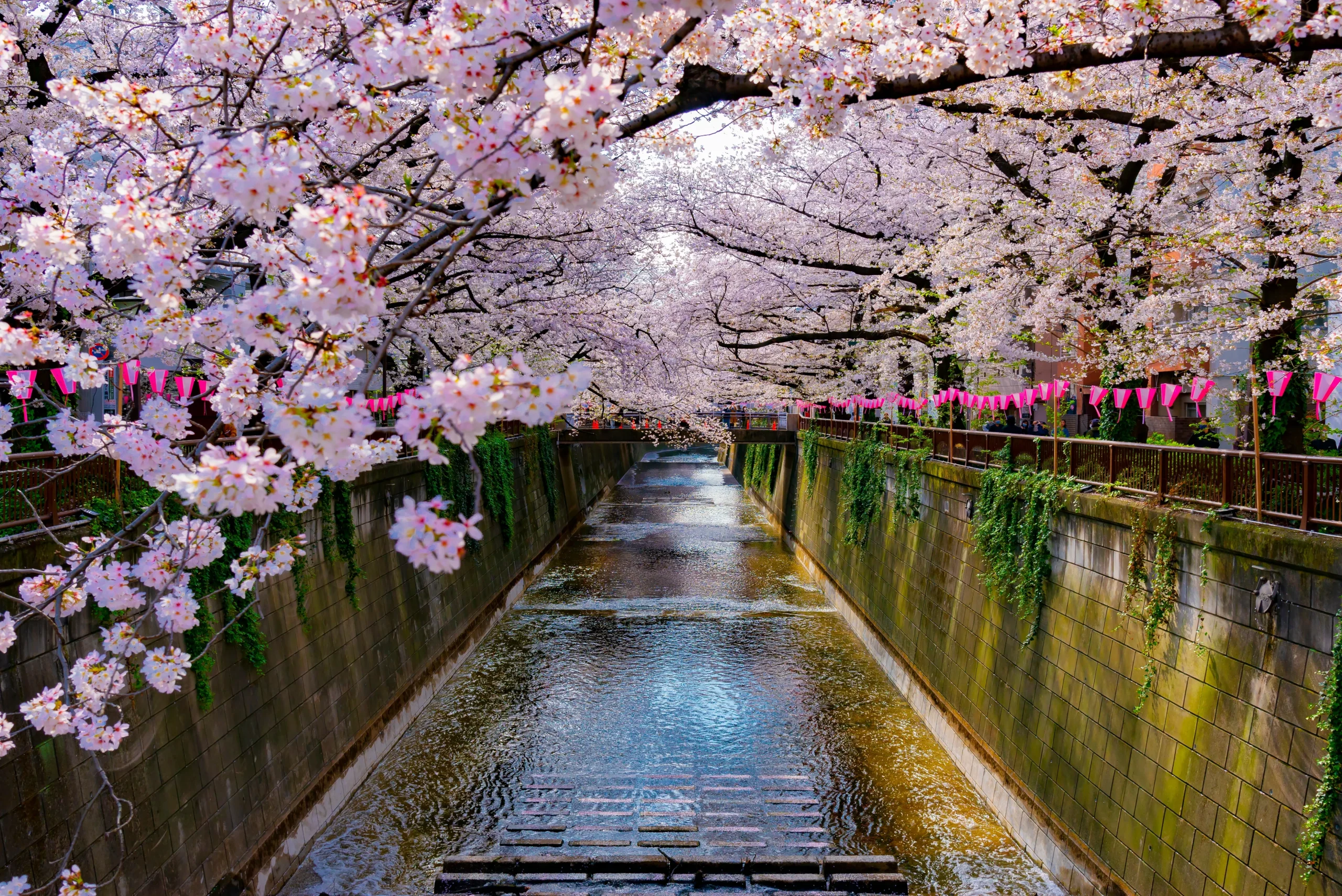 A charming canal lined with cherry trees in full bloom