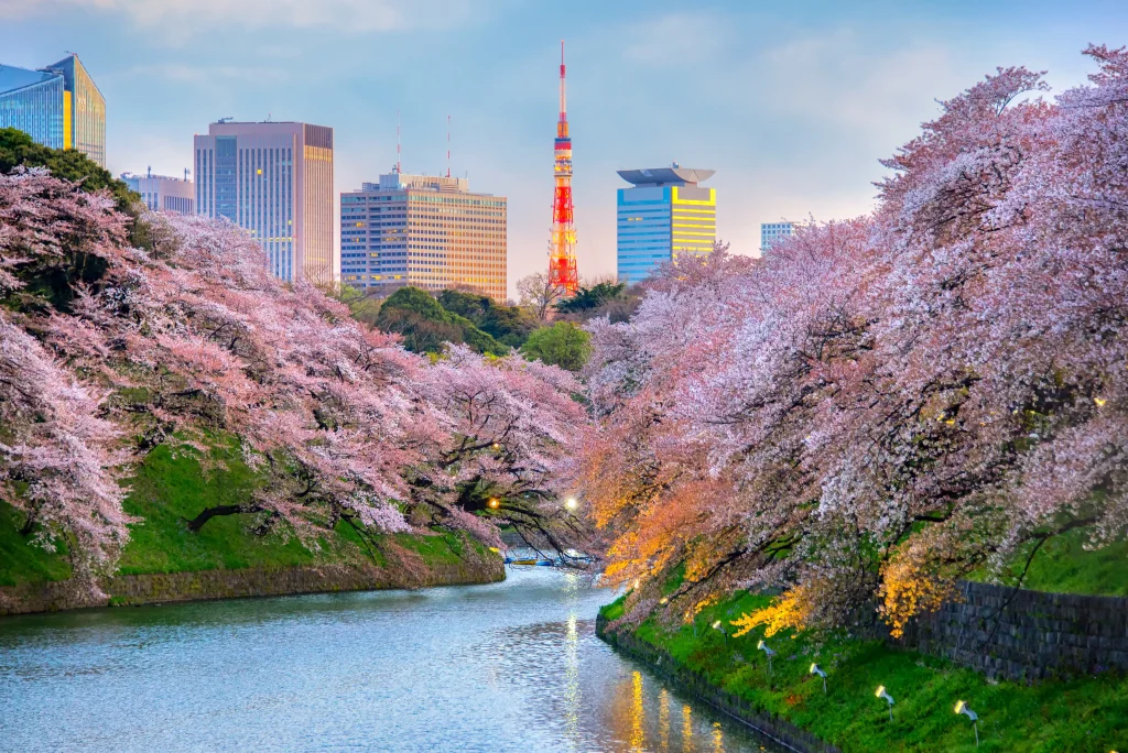 sakura with Tokyo Tower