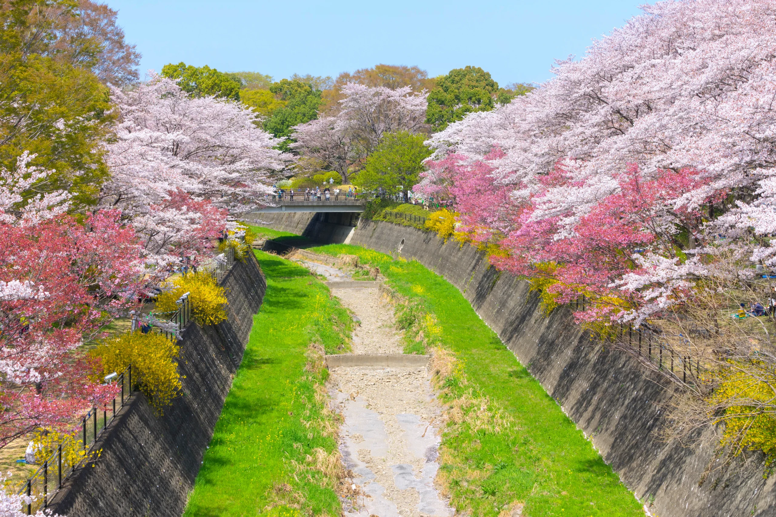 Cherry blossoms lining the riverbank at Showa Kinen Park in Tokyo during spring bloom
