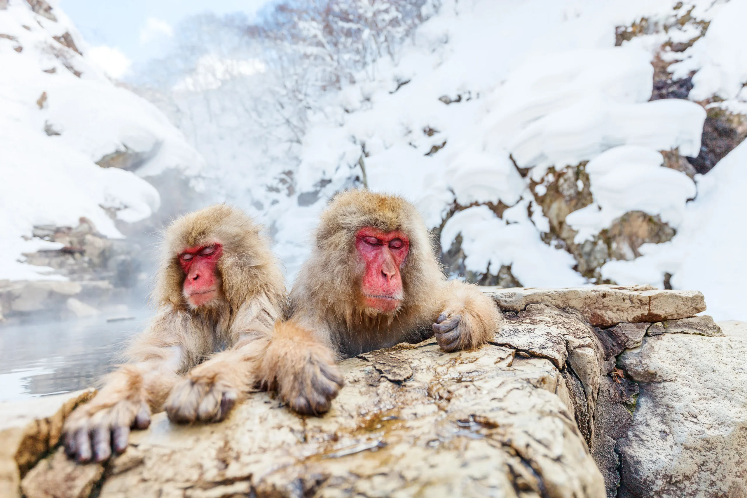 Two Japanese macaques relaxing in a natural hot spring at Jigokudani Monkey Park in Nagano, Japan, surrounded by snow-covered rocks in winter