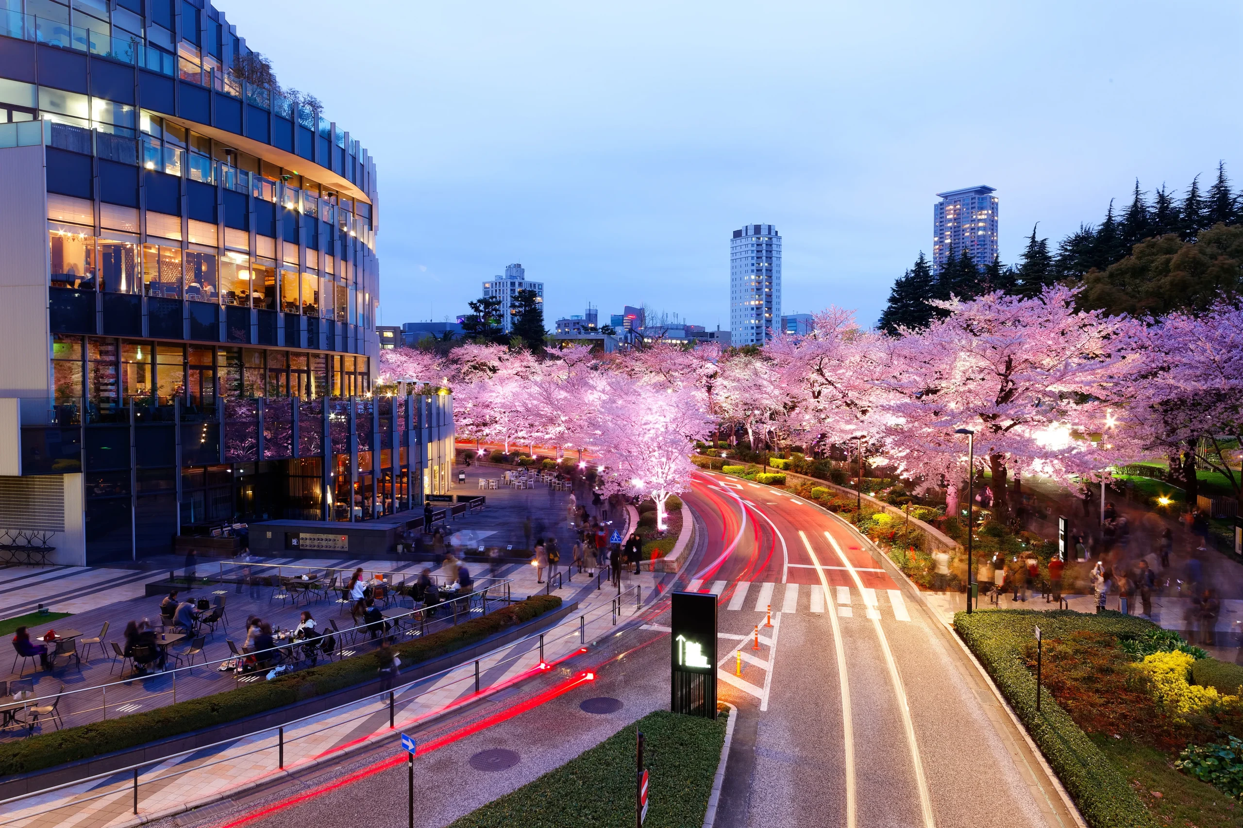 Illuminated cherry blossoms along Sakura Street at Tokyo Midtown in Roppongi, Japan