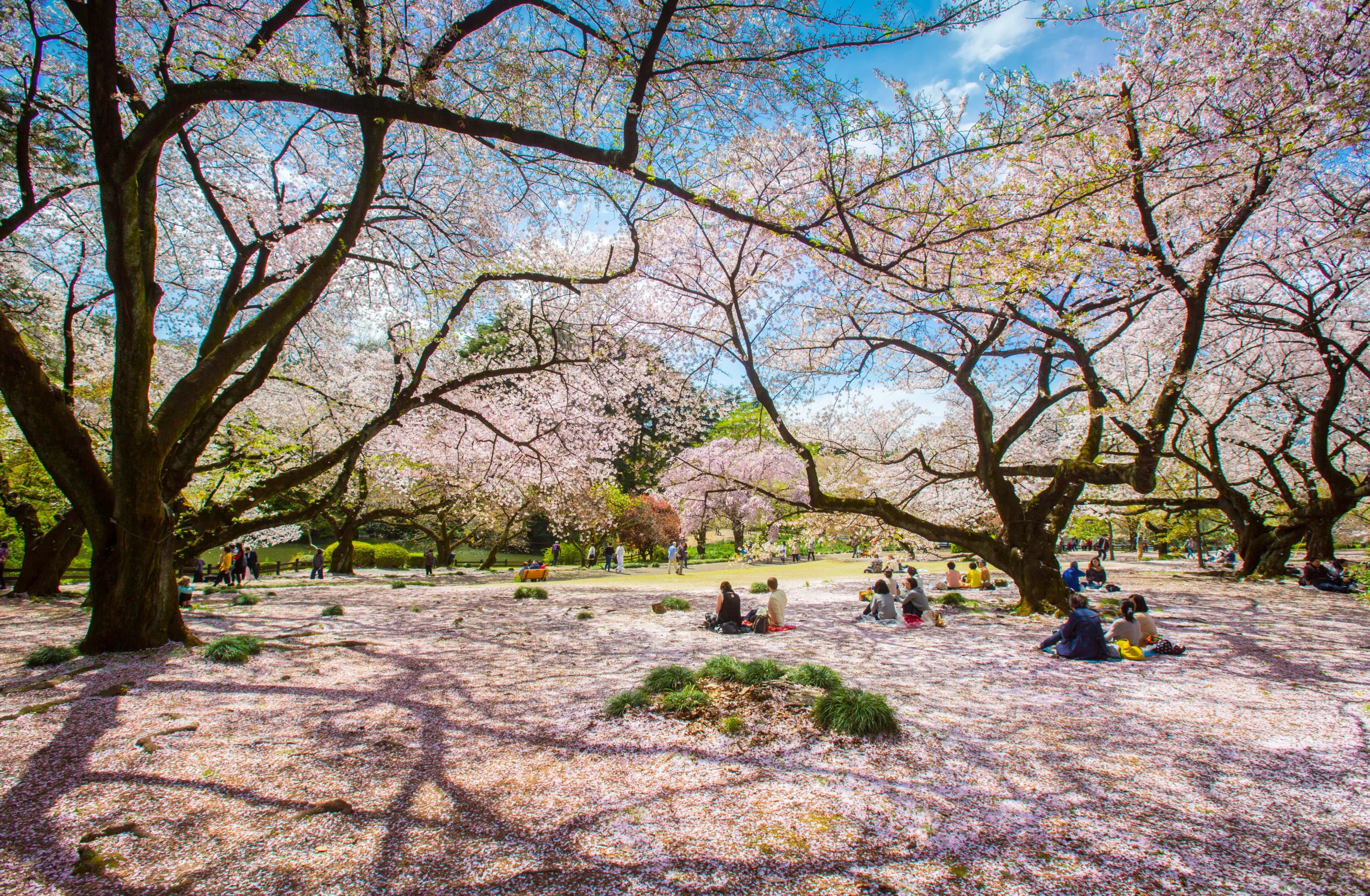People enjoying hanami under full-bloom cherry trees at Ueno Park in Tokyo, Japan