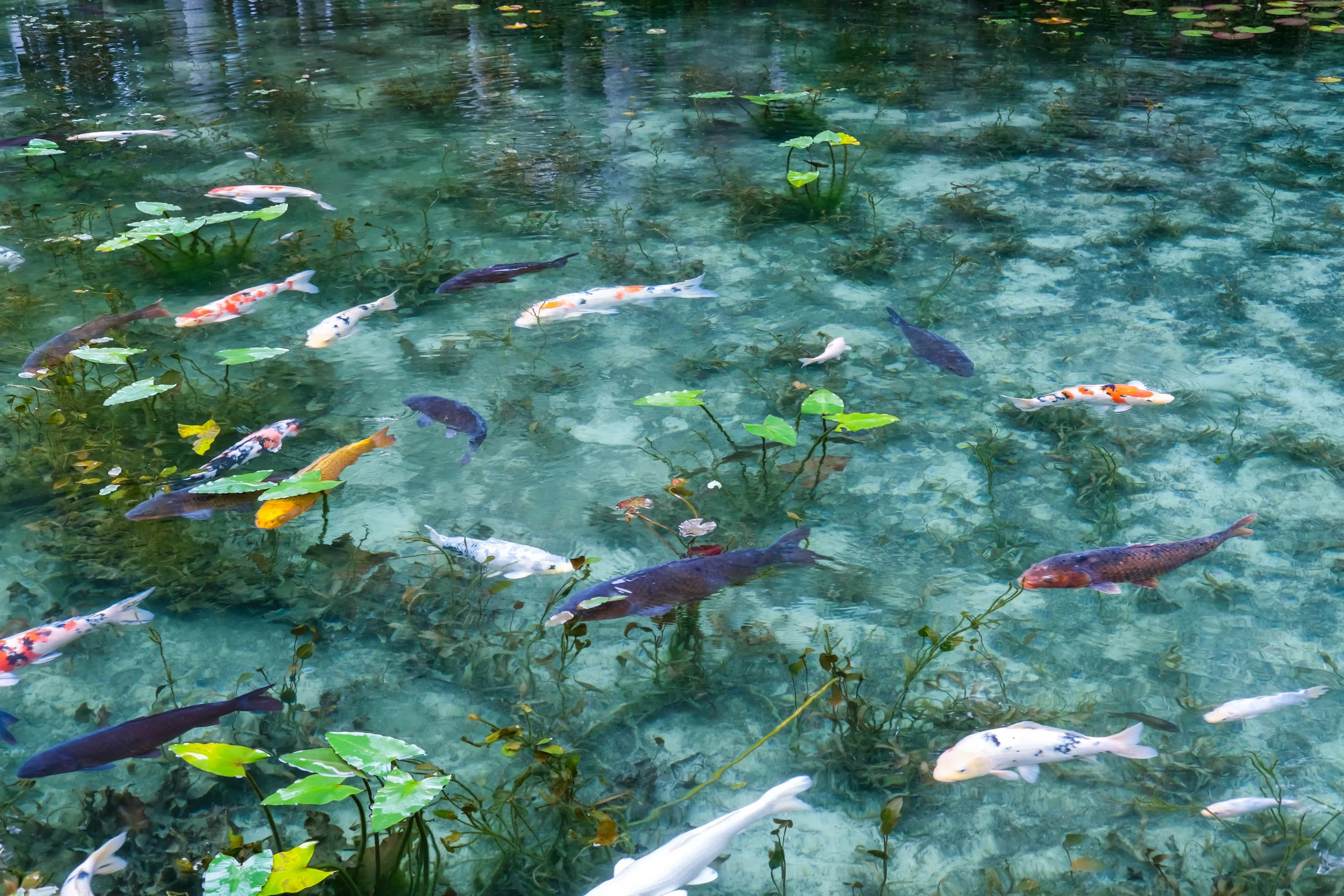 A crystal-clear pond filled with colorful koi fish and water lilies, resembling an impressionist painting, located in Gifu, Japan.