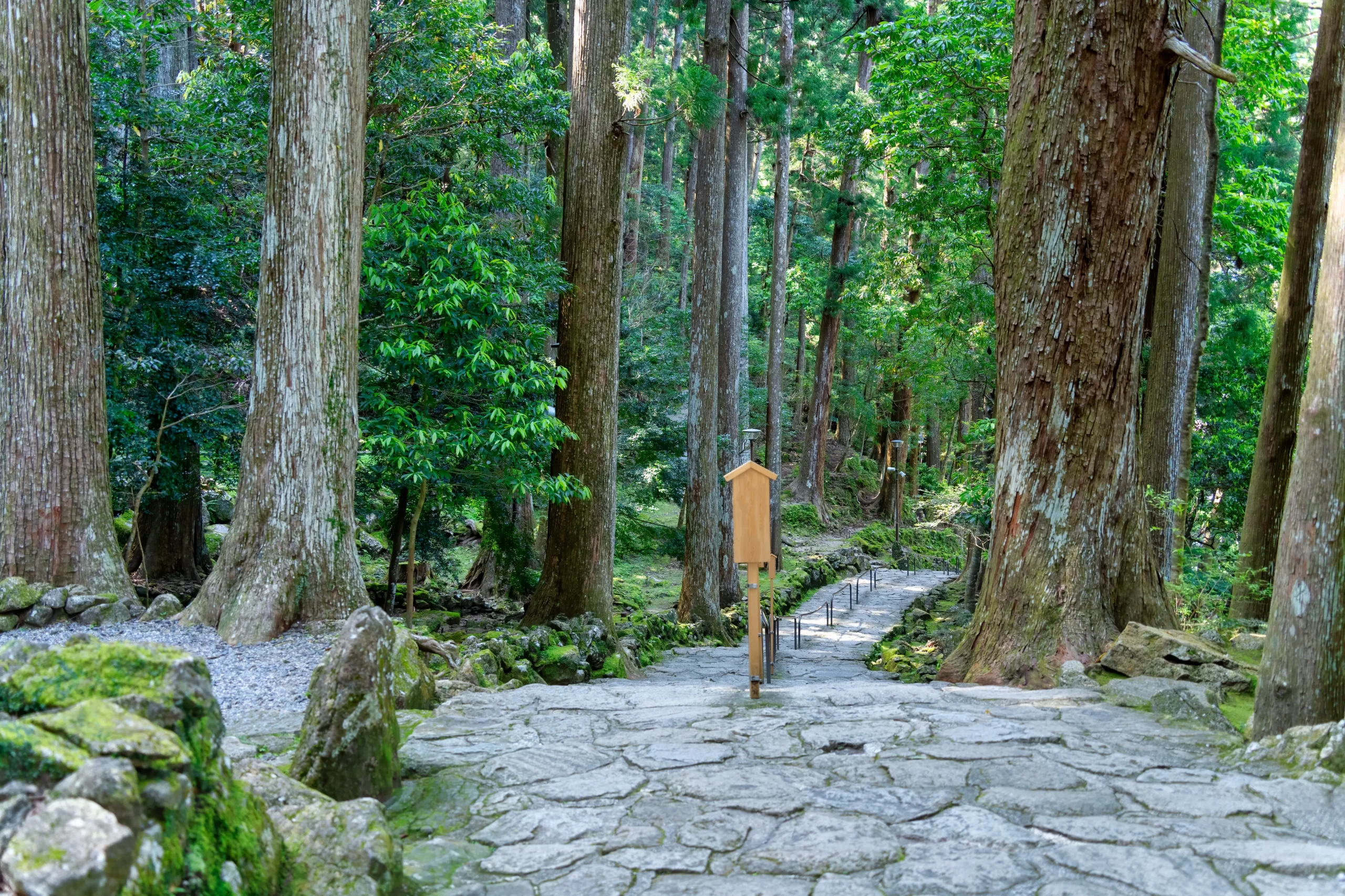 A stone-paved forest trail flanked by tall cedar trees, part of the historic Kumano Kodo pilgrimage routes in Japan.