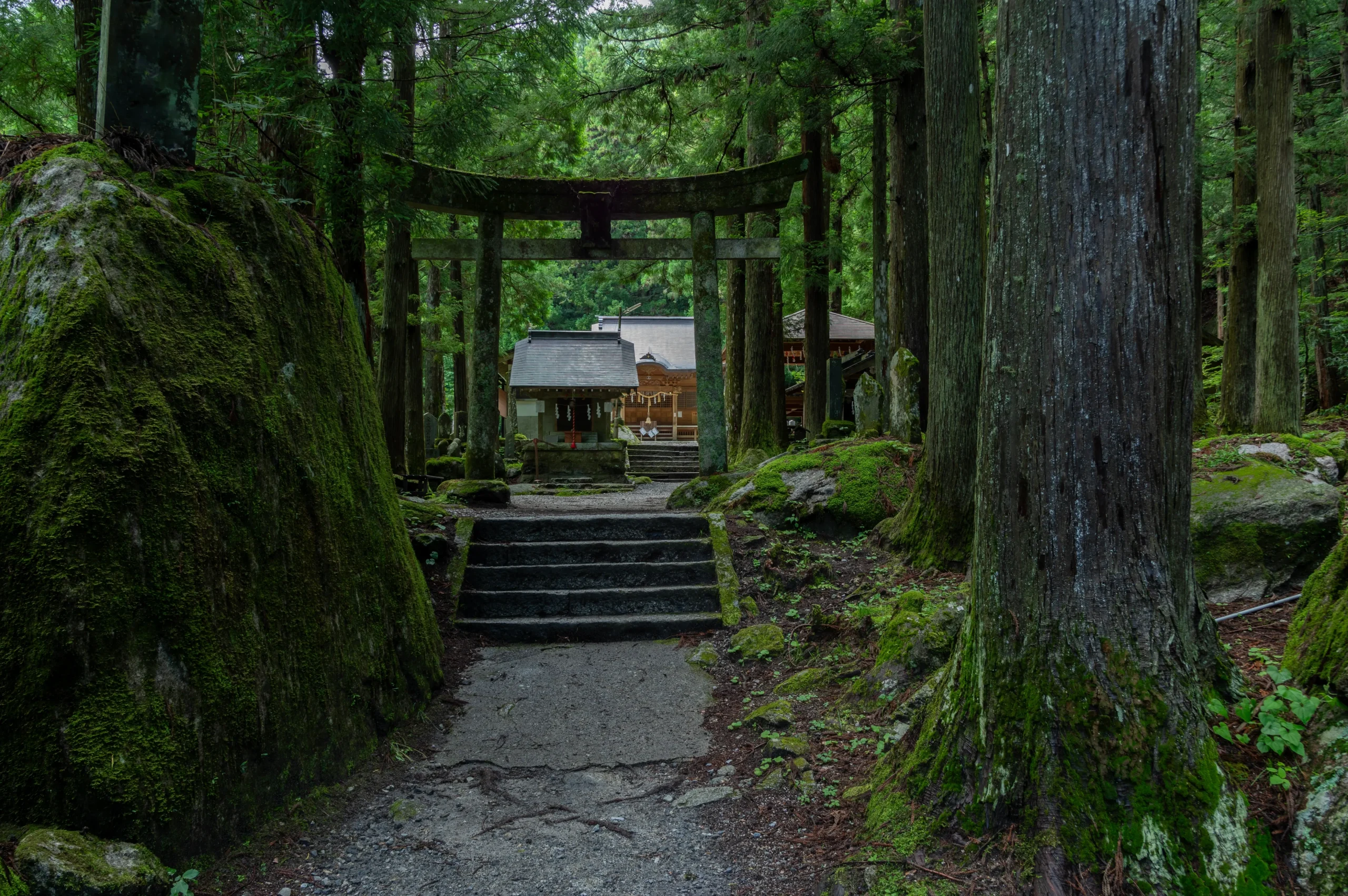 A serene pathway leading to a traditional Japanese shrine, surrounded by towering cedar trees and moss-covered rocks, evoking a mystical atmosphere.