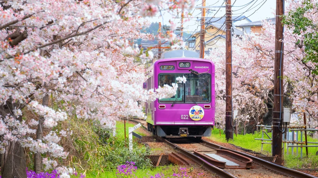 A purple train moves along tracks enveloped by fully bloomed cherry blossoms, creating a tunnel of pink