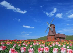 Colorful tulips in full bloom stretch across the field, with a charming windmill standing under a vivid blue sky.