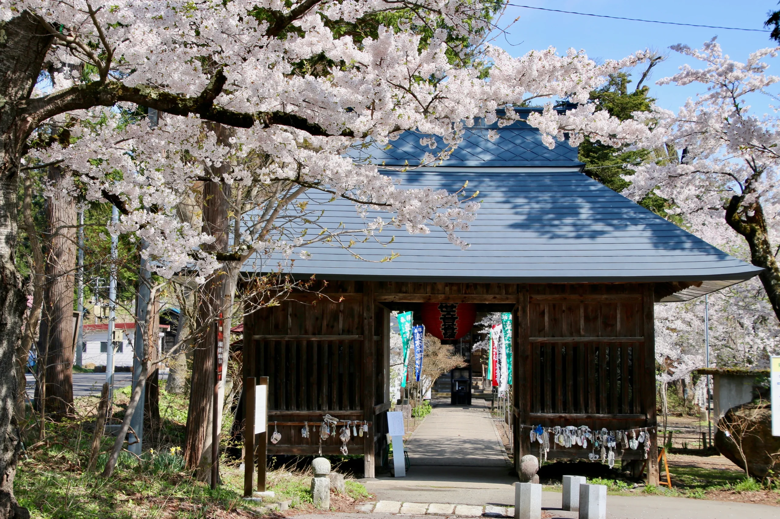 A rustic temple gate surrounded by cherry blossoms in full bloom, marking the entrance to Kodachi Kannon, a serene Buddhist site.