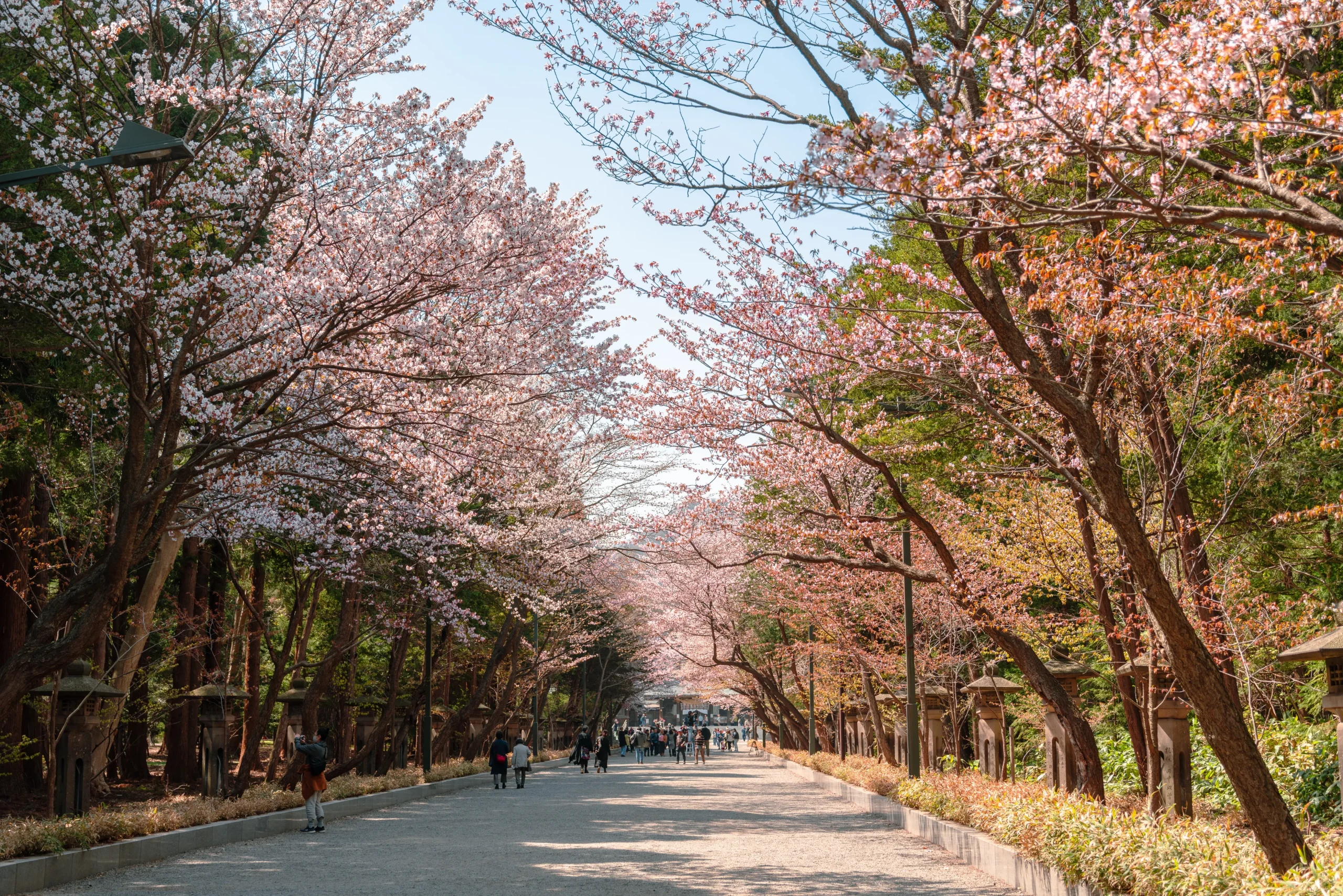 Cherry blossoms in full bloom line the walking path at Maruyama Park, where people stroll beneath the pink canopy.