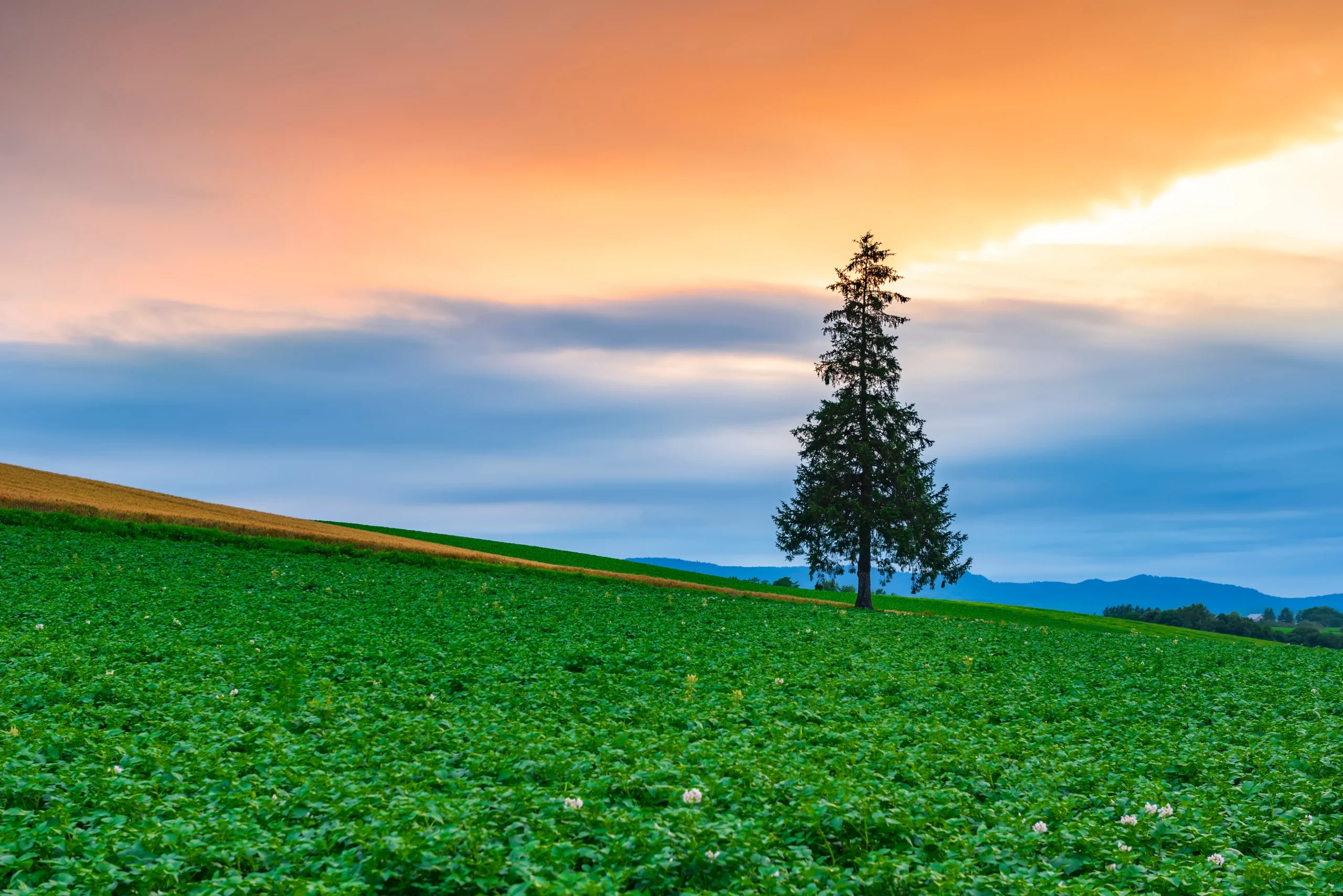 A lone tree stands in a vibrant green field at sunset, part of the scenic Patchwork Road in Biei.