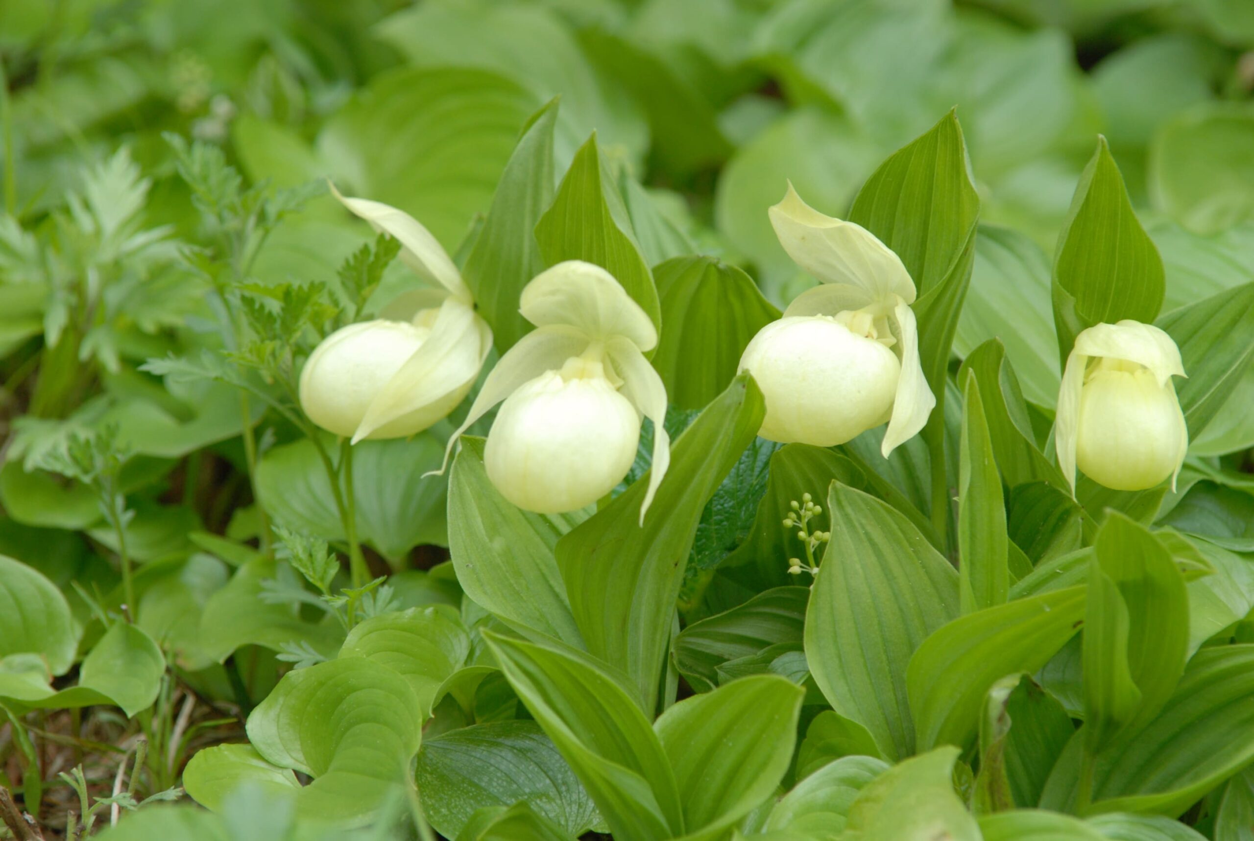 Close-up of delicate, pale yellow Rebun lady’s slipper orchids blooming among lush green leaves.