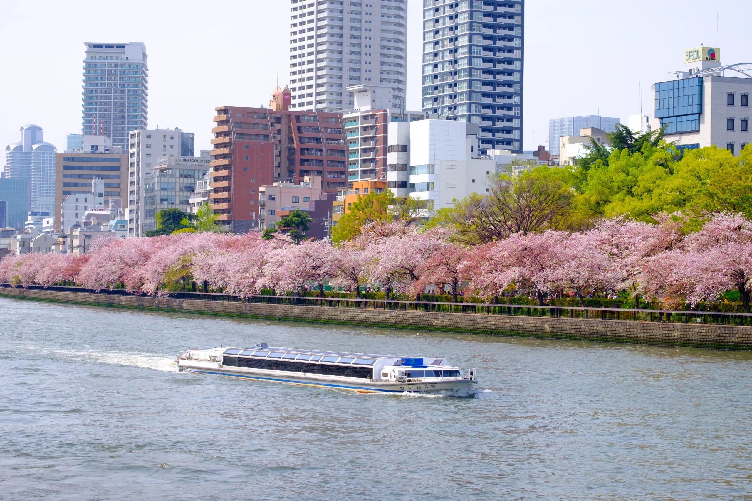 Aqua Liner boat cruising Osaka river lined with cherry blossoms and city skyline in spring