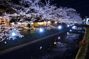 Cherry blossoms illuminated at night along a canal in the historic Kinosaki Onsen town