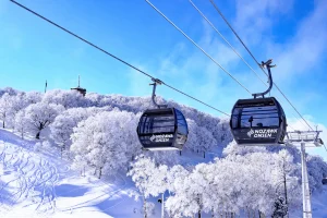 Two gondolas labeled “Nozawa Onsen” glide above a forest of frost-covered trees under a bright blue sky.
