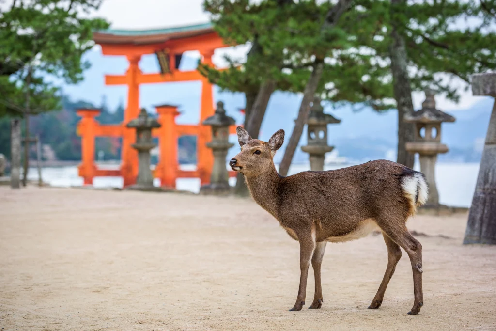 A wild deer standing near the famous red torii gate of Miyajima Island, with stone lanterns in the background.