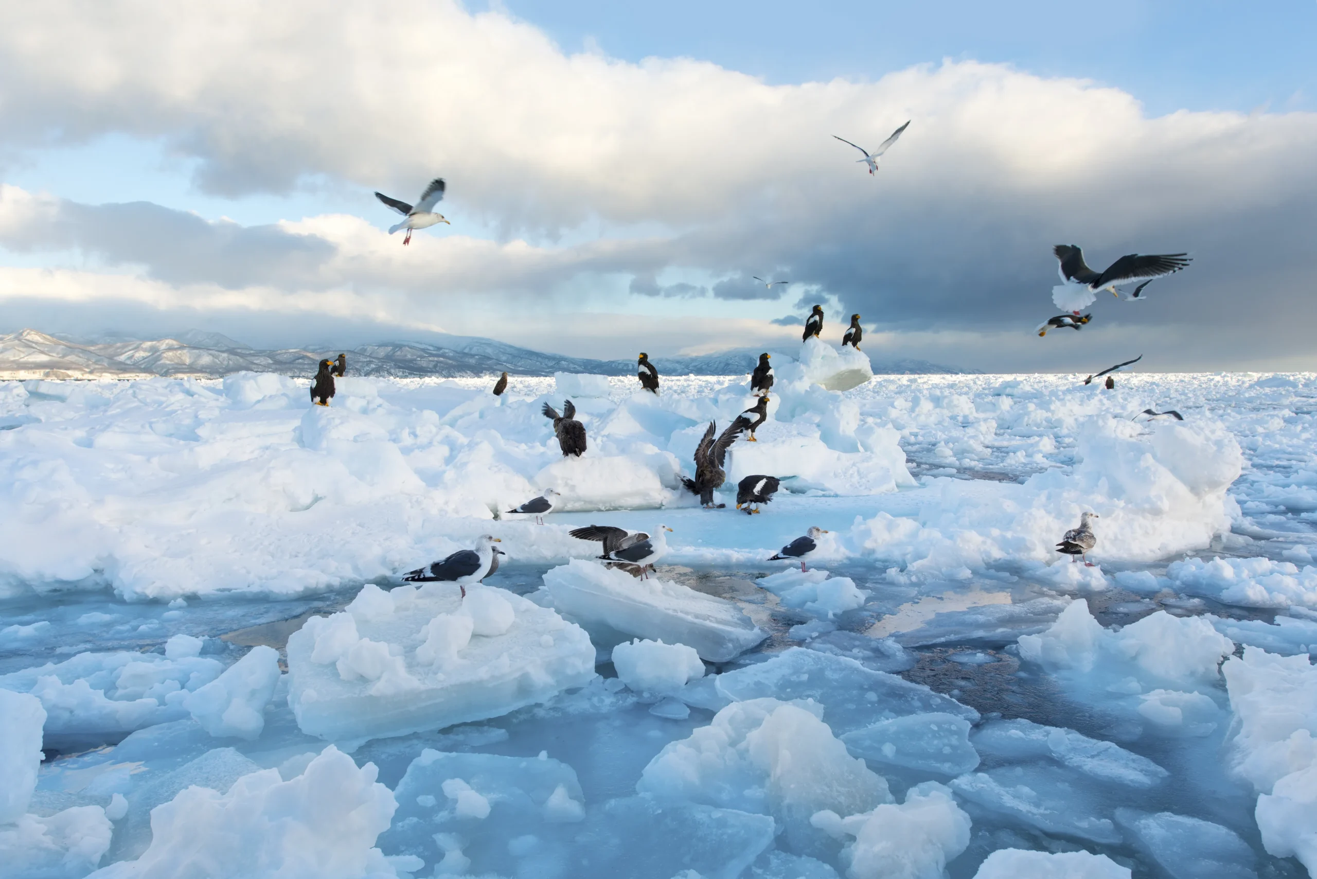 Sea eagles resting on drift ice in Shiretoko, Hokkaido, Japan during winter season