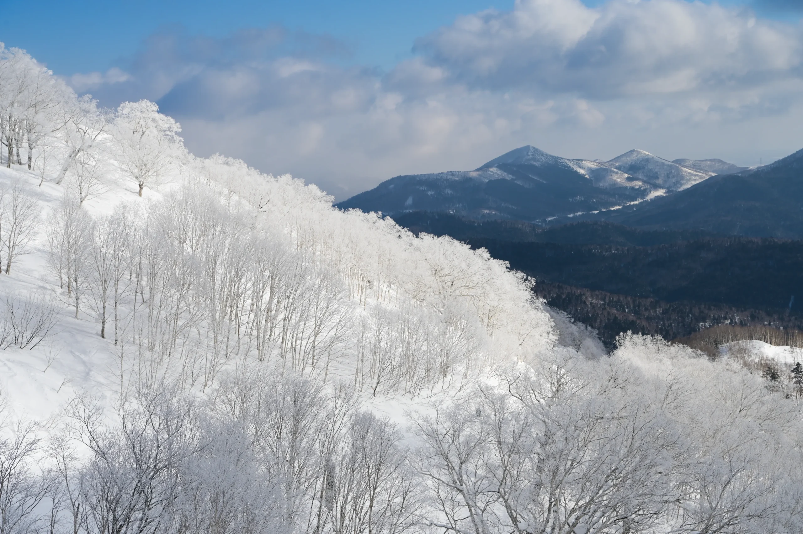 Snow-covered birch trees and winter mountain view at Tomamu Ski Resort, Hokkaido