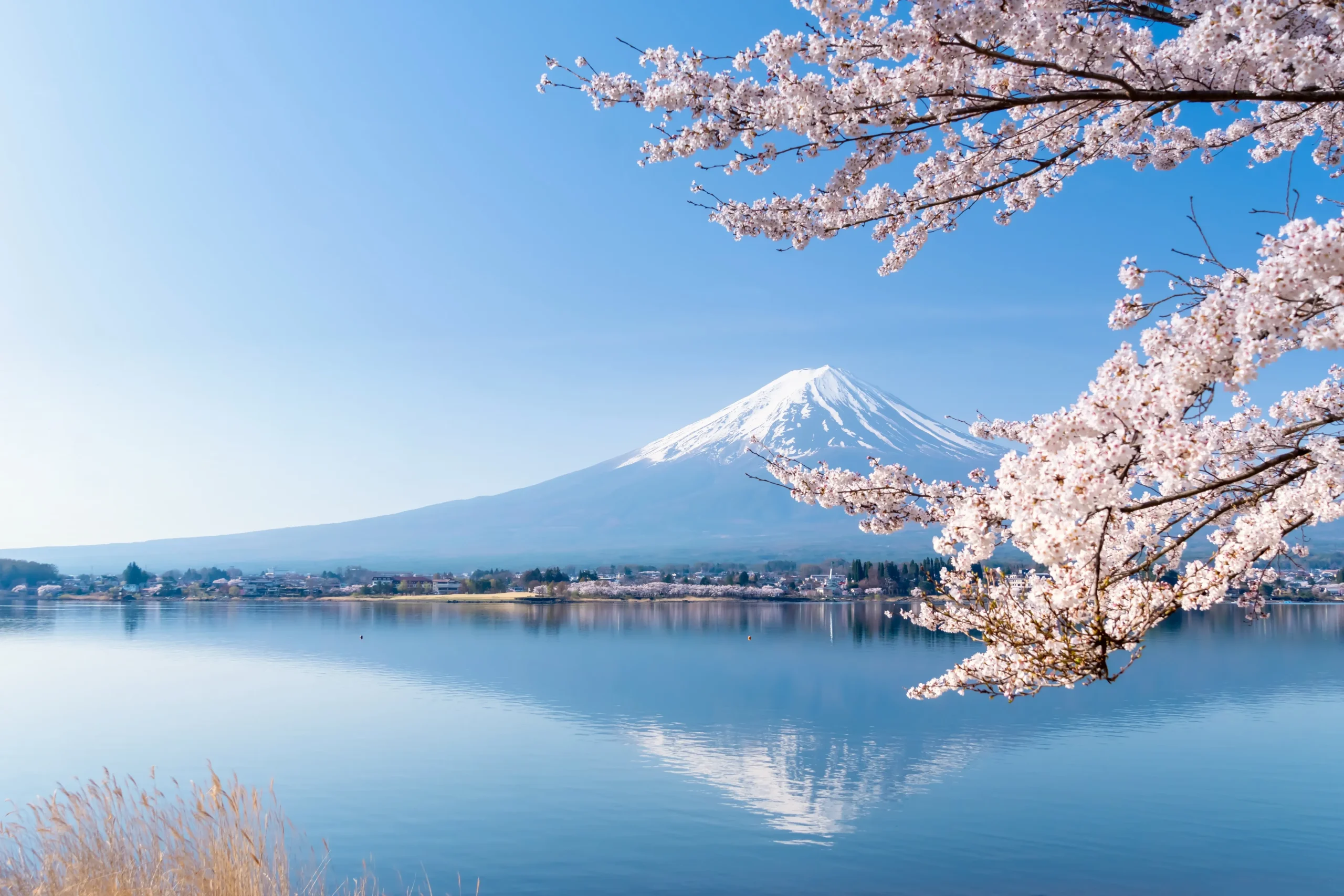 Snow-capped Mt. Fuji and cherry blossoms reflected in Lake Kawaguchi