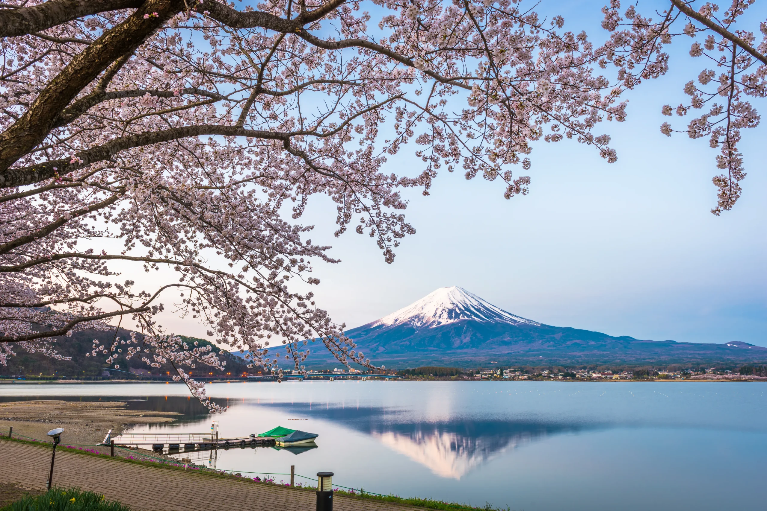 Cherry blossoms framing Mount Fuji and Lake Kawaguchi in spring, Yamanashi, Japan