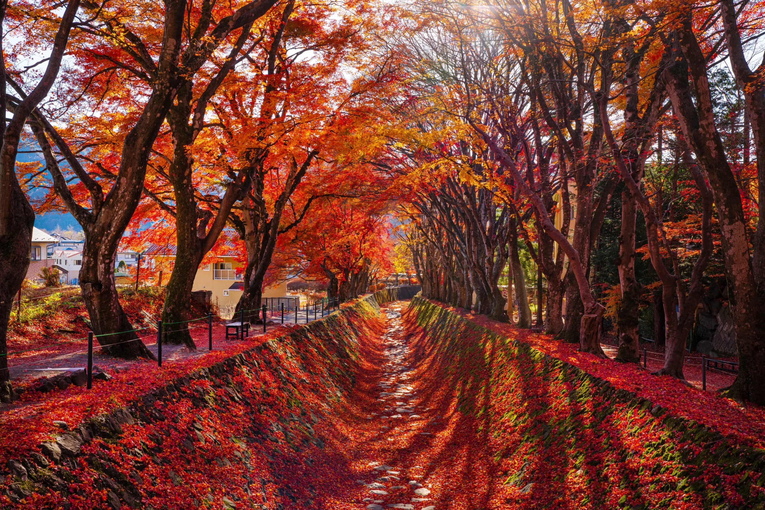 Autumn leaves tunnel at Momiji Kairo near Lake Kawaguchi, Yamanashi, Japan